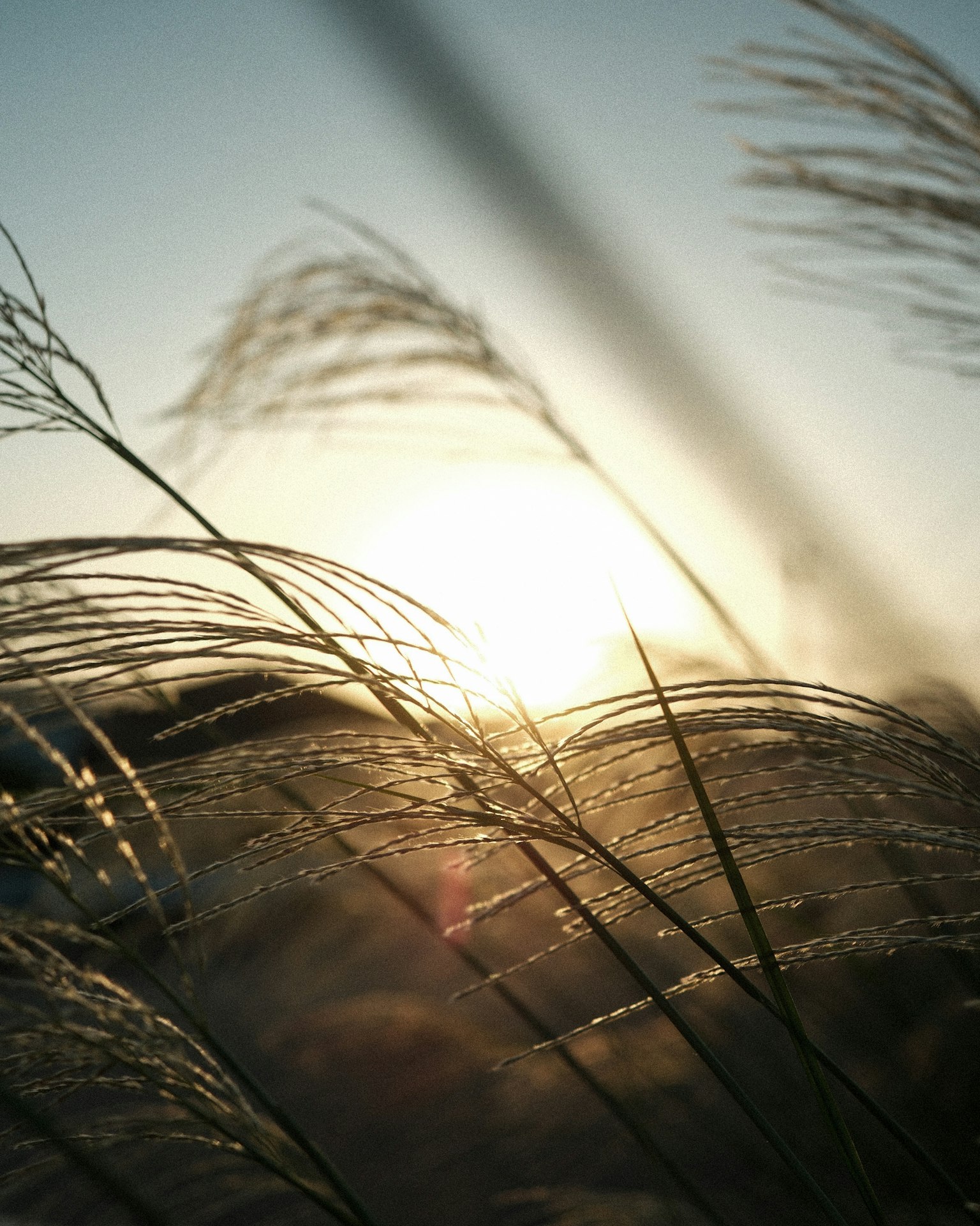 Primo piano di erba con spighe contro un tramonto