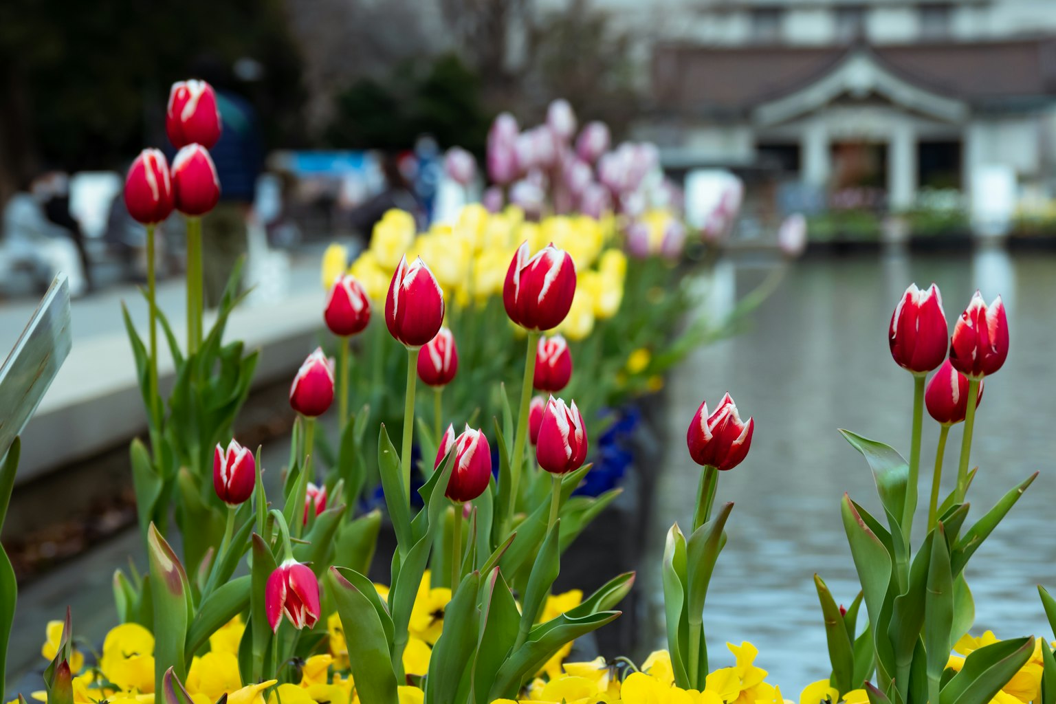 Une vue pittoresque de tulipes rouges et de fleurs jaunes le long d'un étang