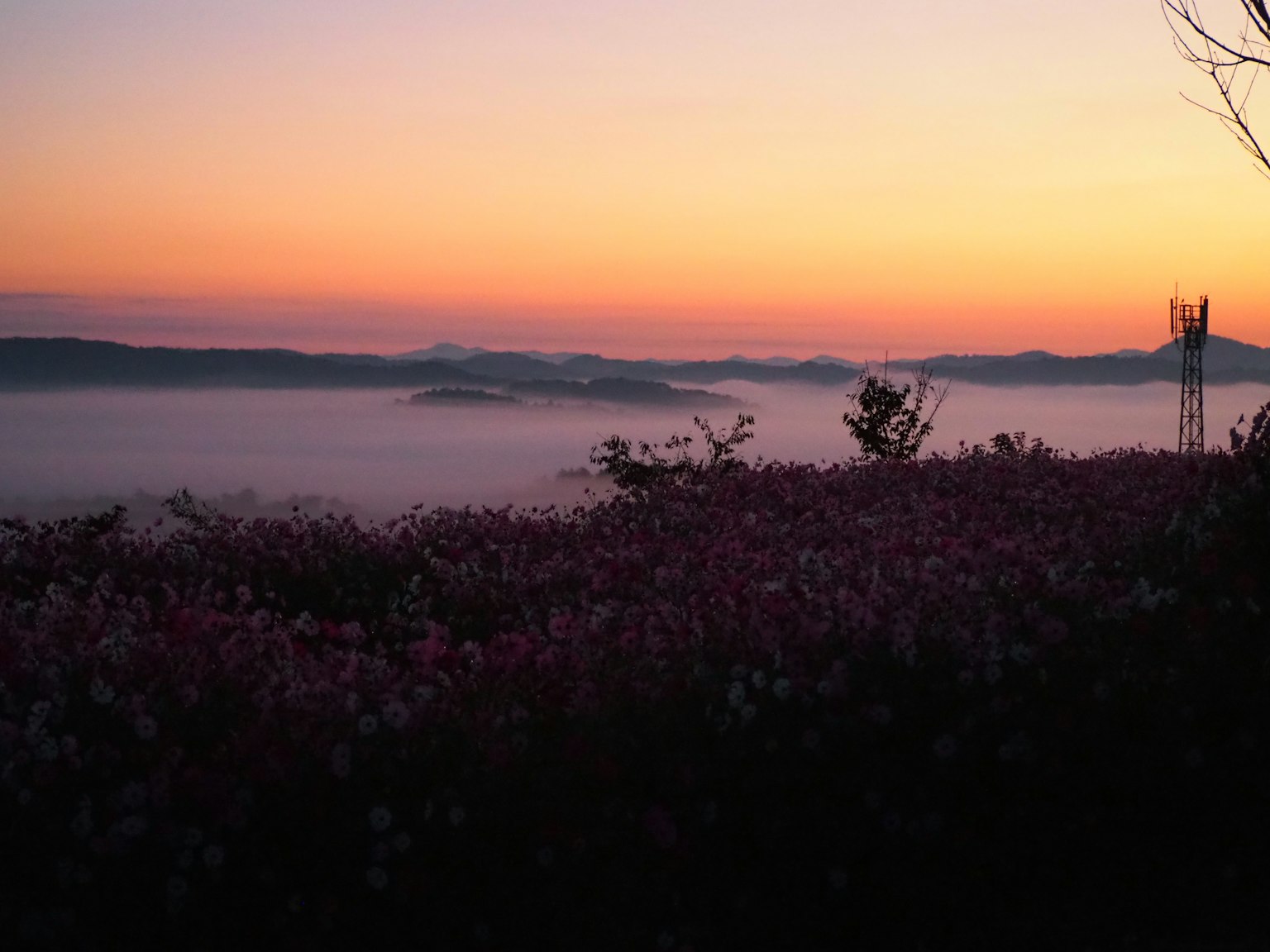 아름다운 일출 풍경과 안개 낀 산들과 꽃밭