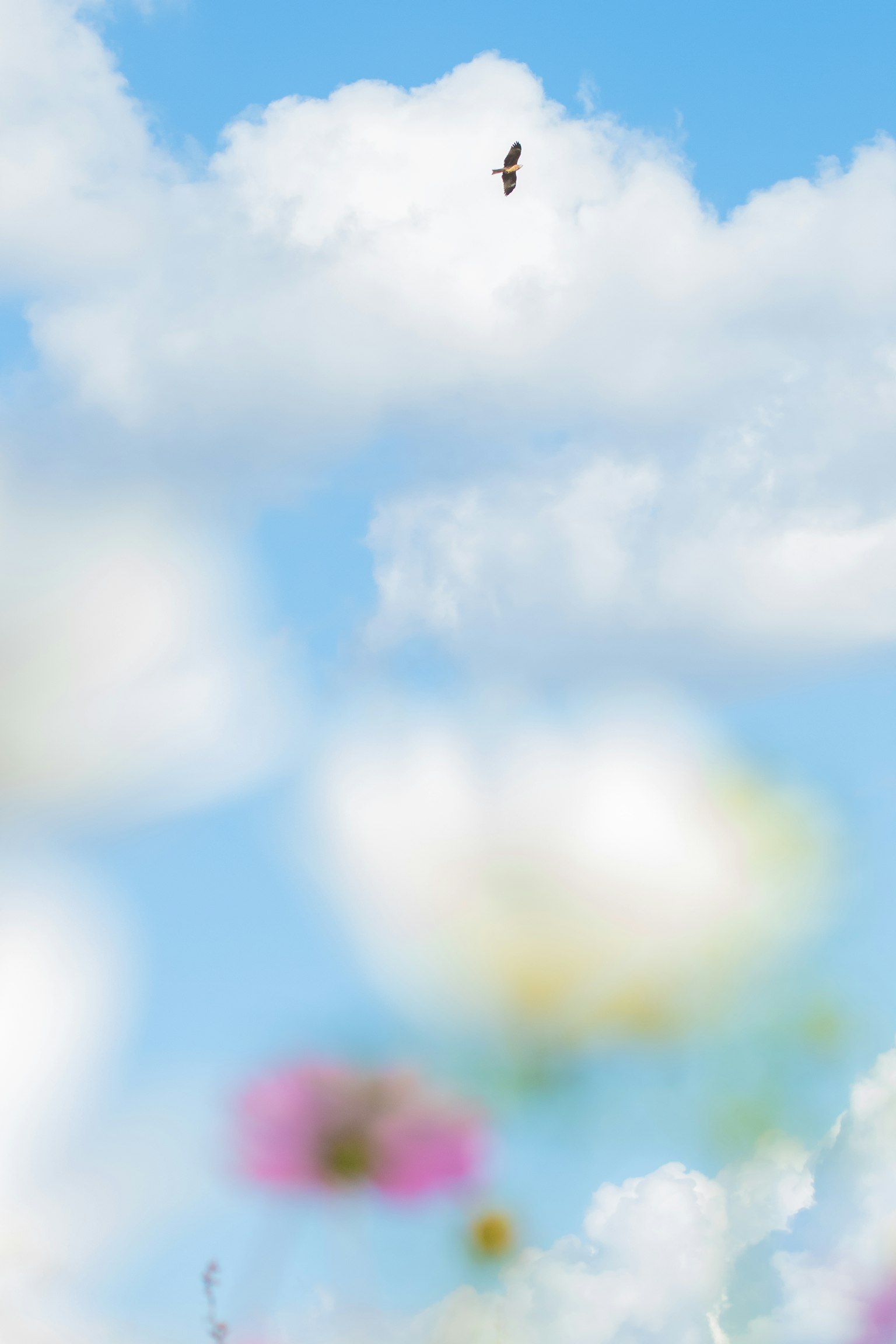 Ein Foto von Wolken in einem blauen Himmel mit einem Vogel, der über unscharfen bunten Blumen fliegt