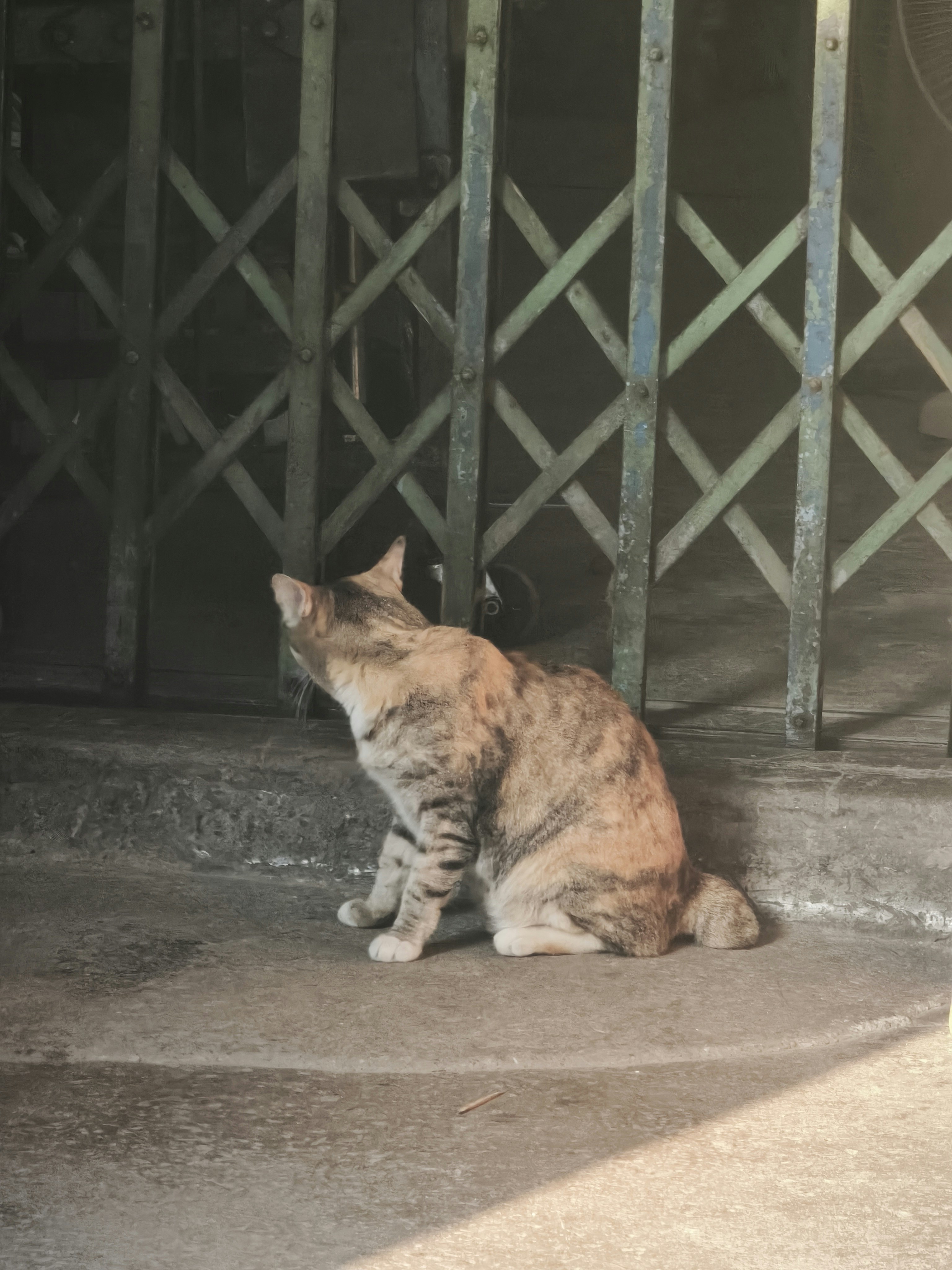 屋内の床でくつろぐ猫