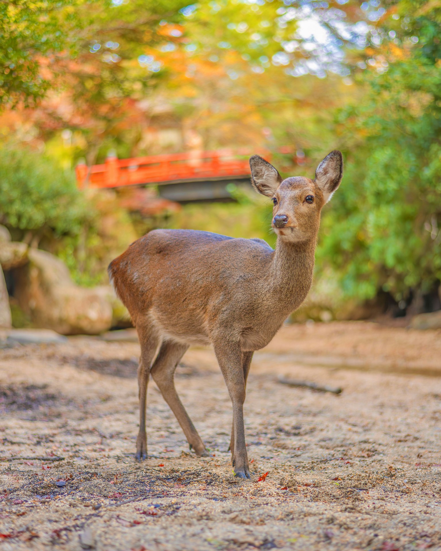 Un cerf se tenant dans un cadre pittoresque avec un feuillage d'automne