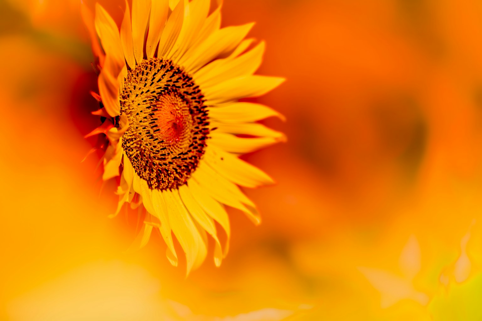 Primo piano di un girasole su uno sfondo arancione vivace