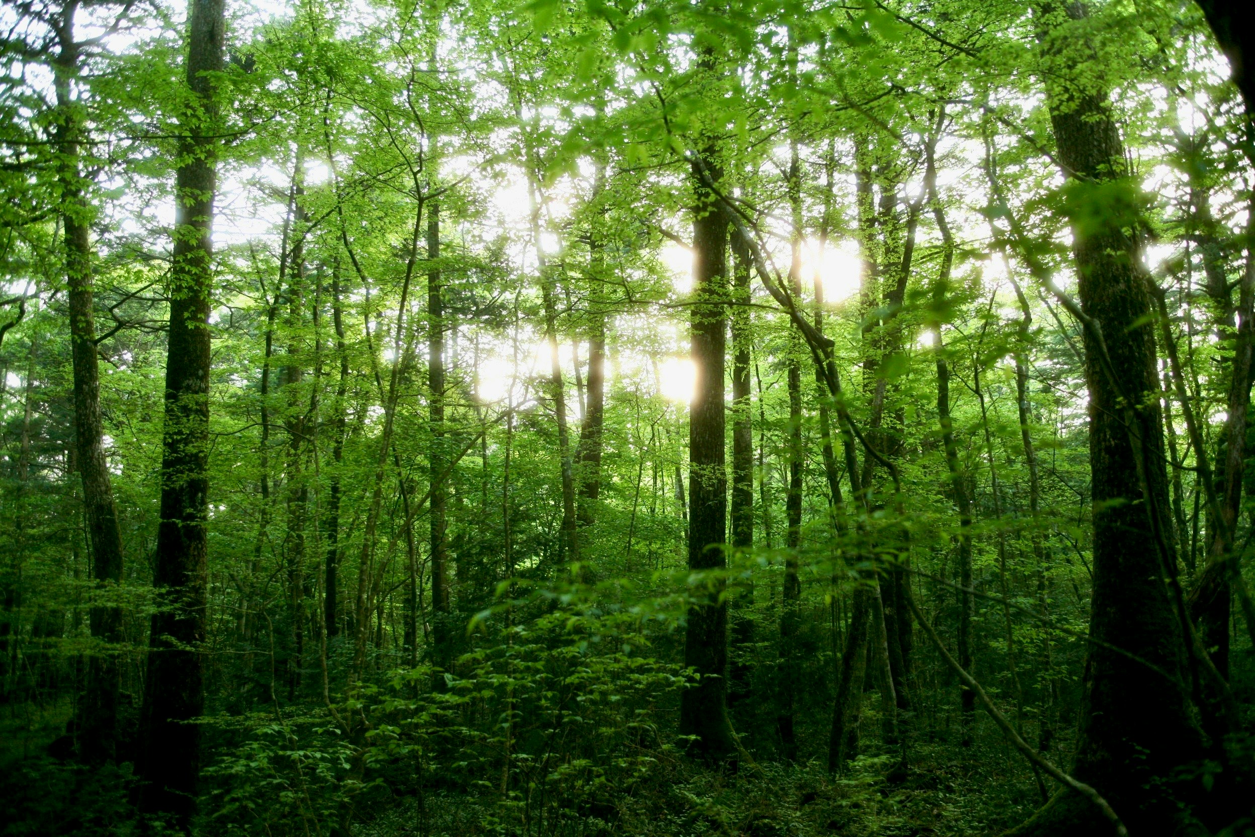 緑の木々が生い茂る森の奥行きのある風景