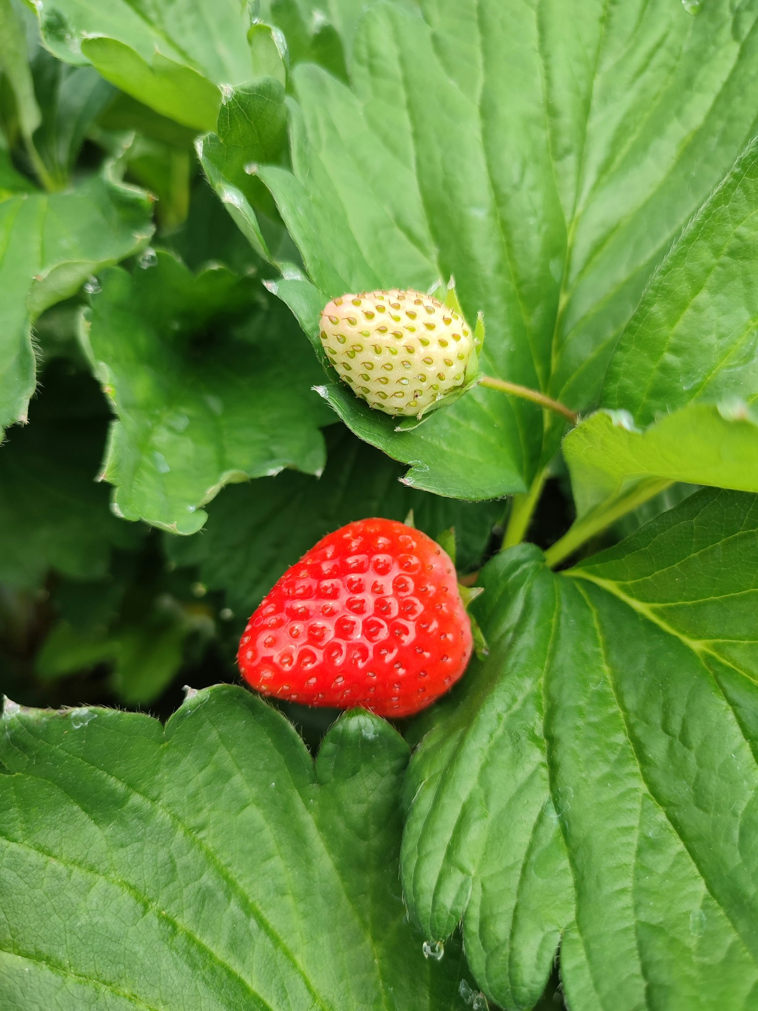 Red strawberry and unripe white strawberry among green leaves