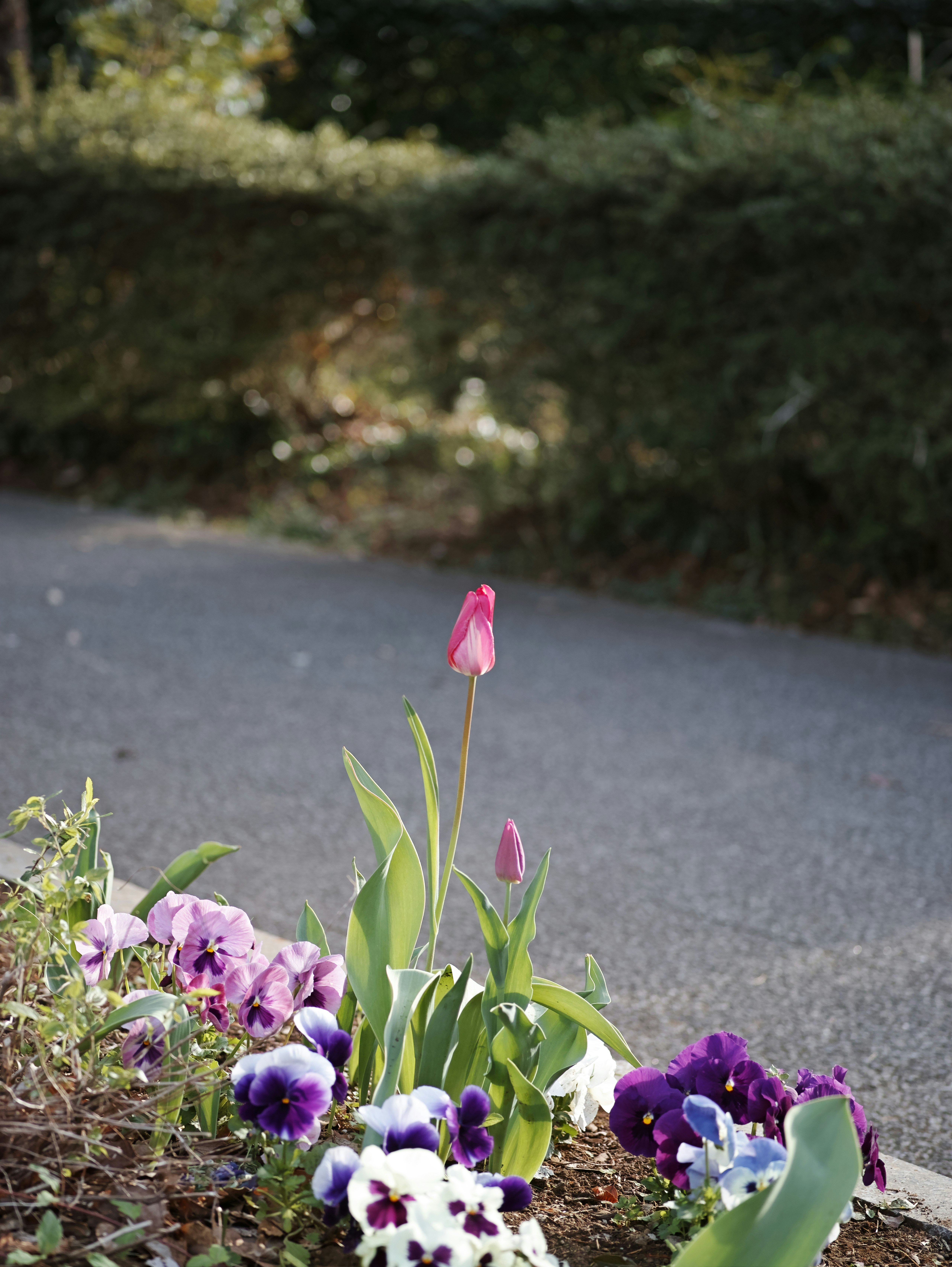道端の花と草花のある散歩道