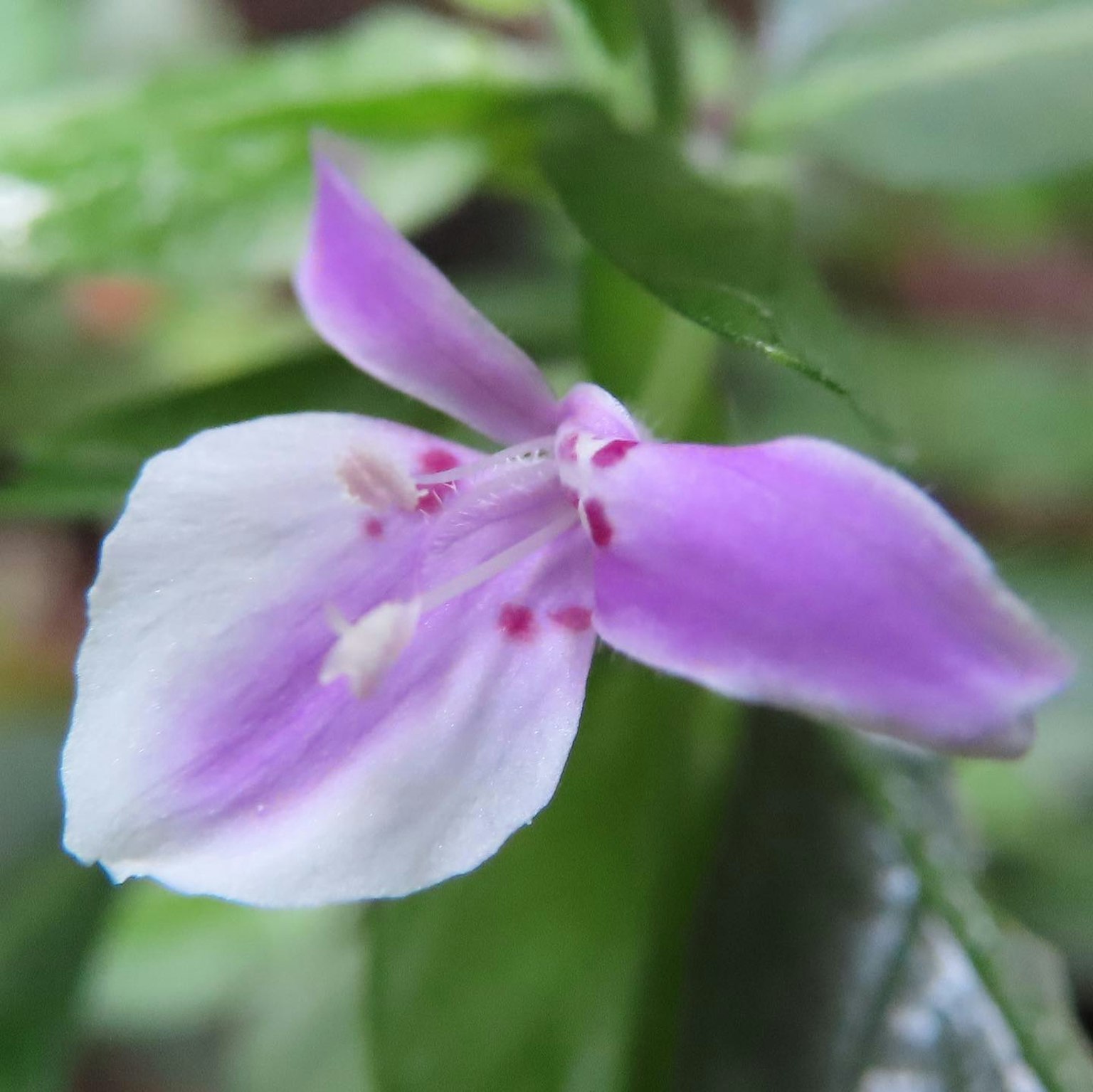 Close-up of a flower with purple and white petals