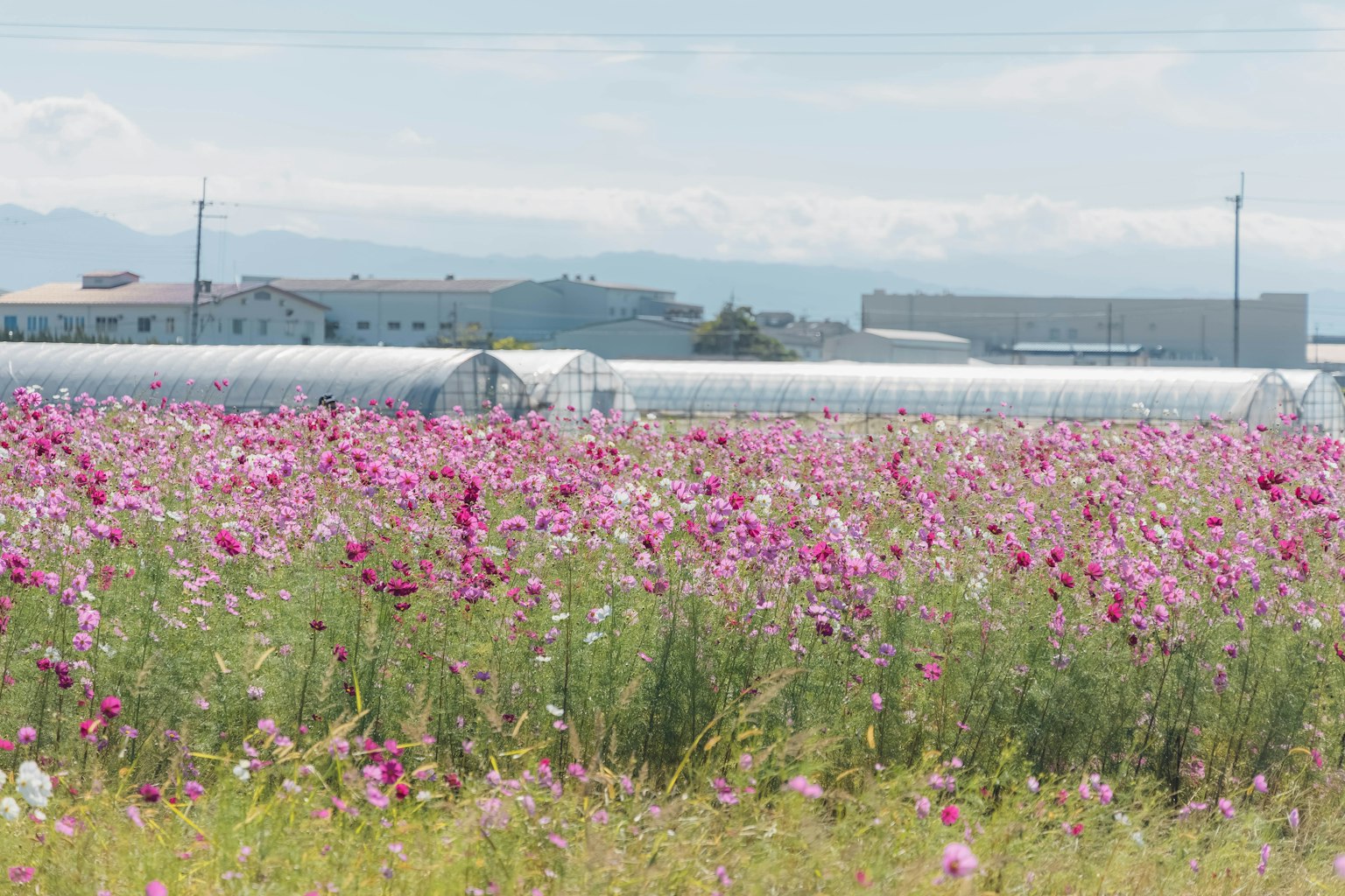 Champs de cosmos colorés avec des serres en arrière-plan