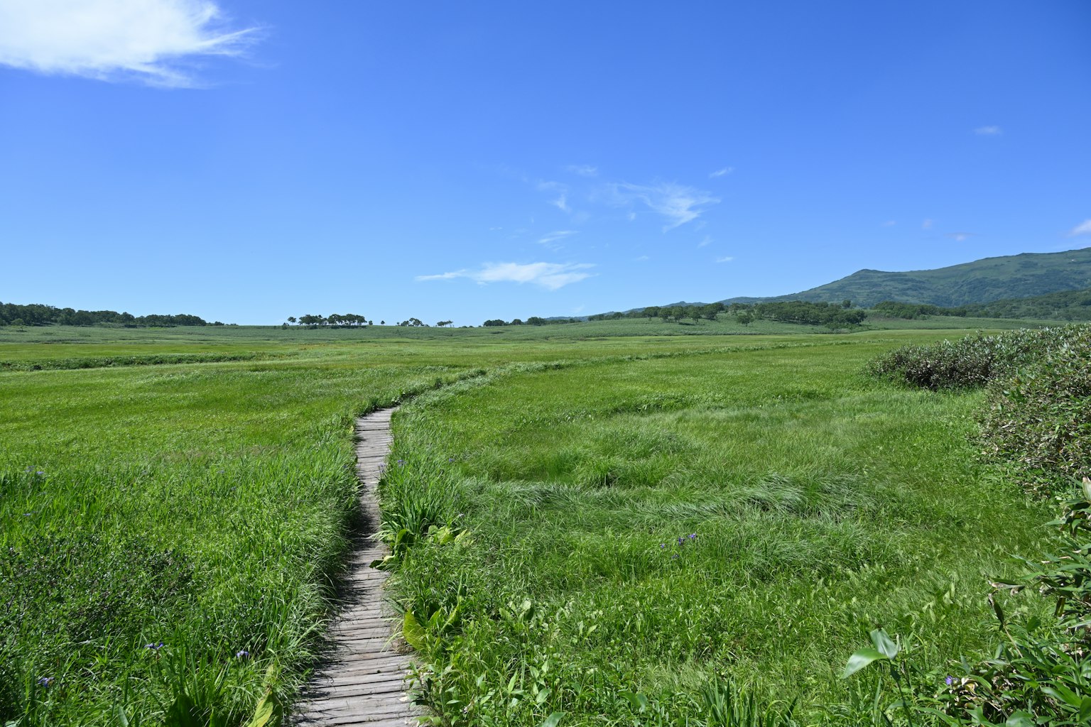 Sendero de madera a través de un prado verde bajo un cielo azul
