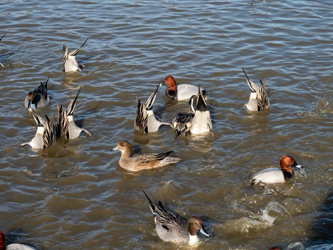 ducks swimming on a rippling water surface