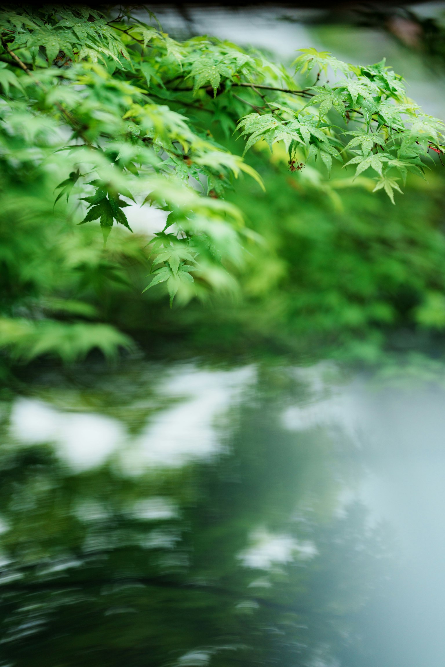 Vista serena di foglie verdi che si riflettono sulla superficie dell'acqua