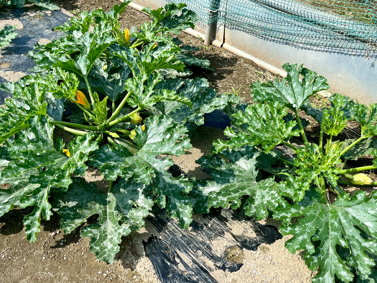 西葫芦植物在花园中生长 大叶和可见的黄色果实