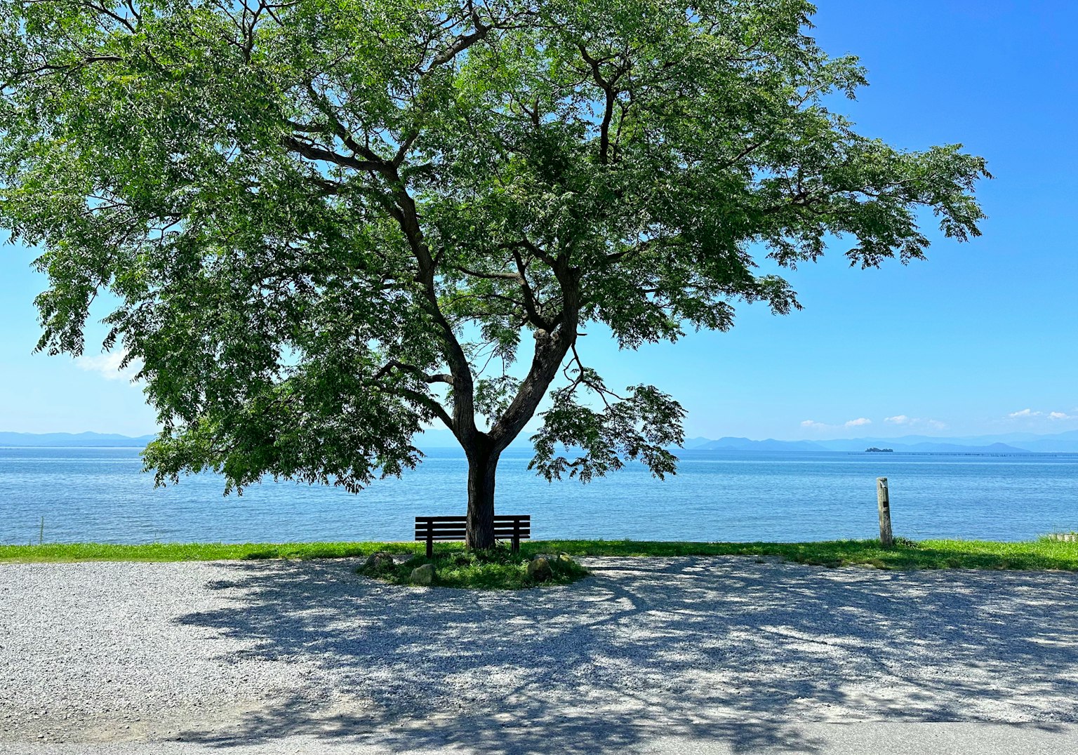A large tree providing shade with a bench near a calm sea under a blue sky