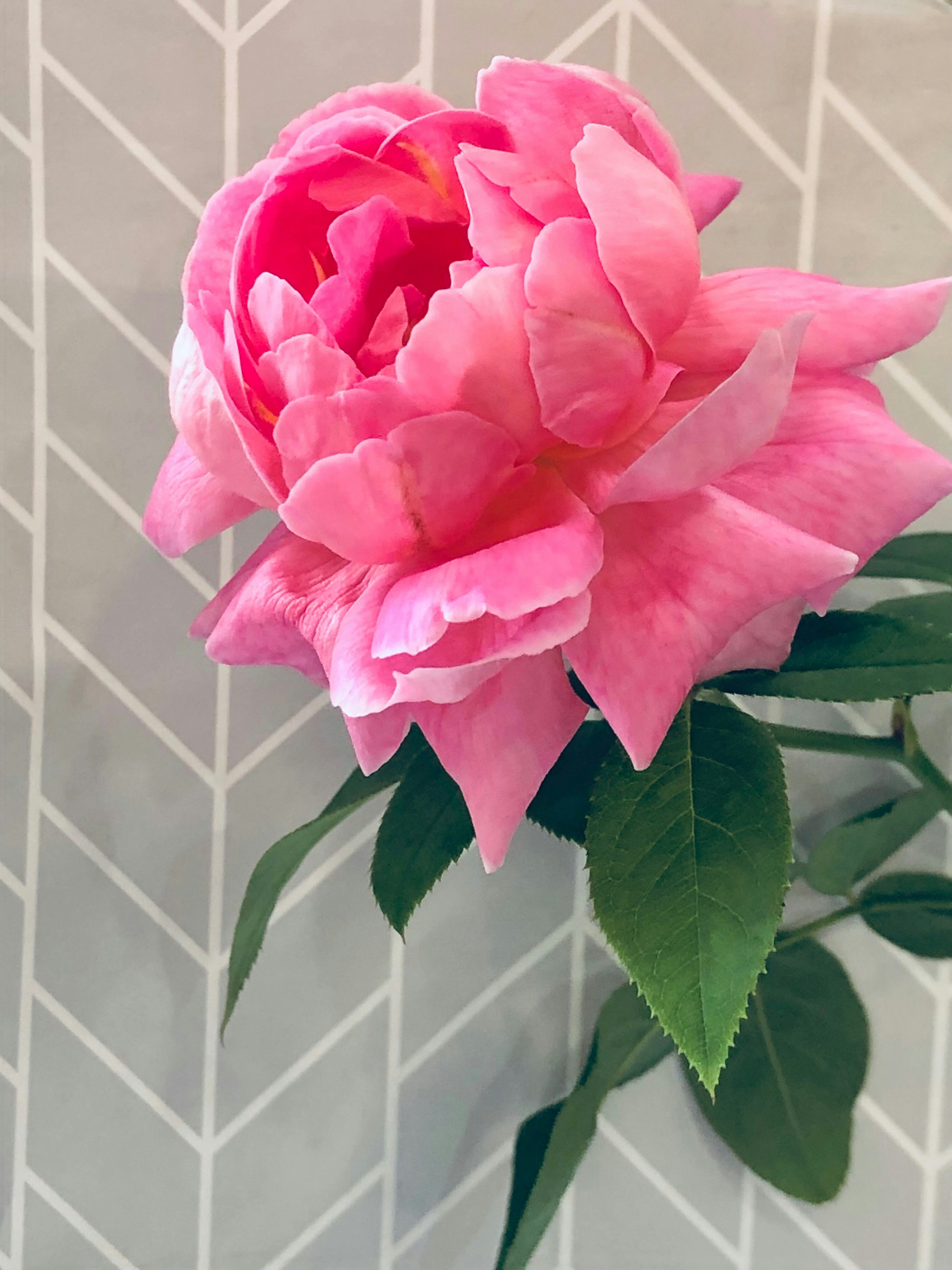 Seasonal blooming pink rose flower and leaves