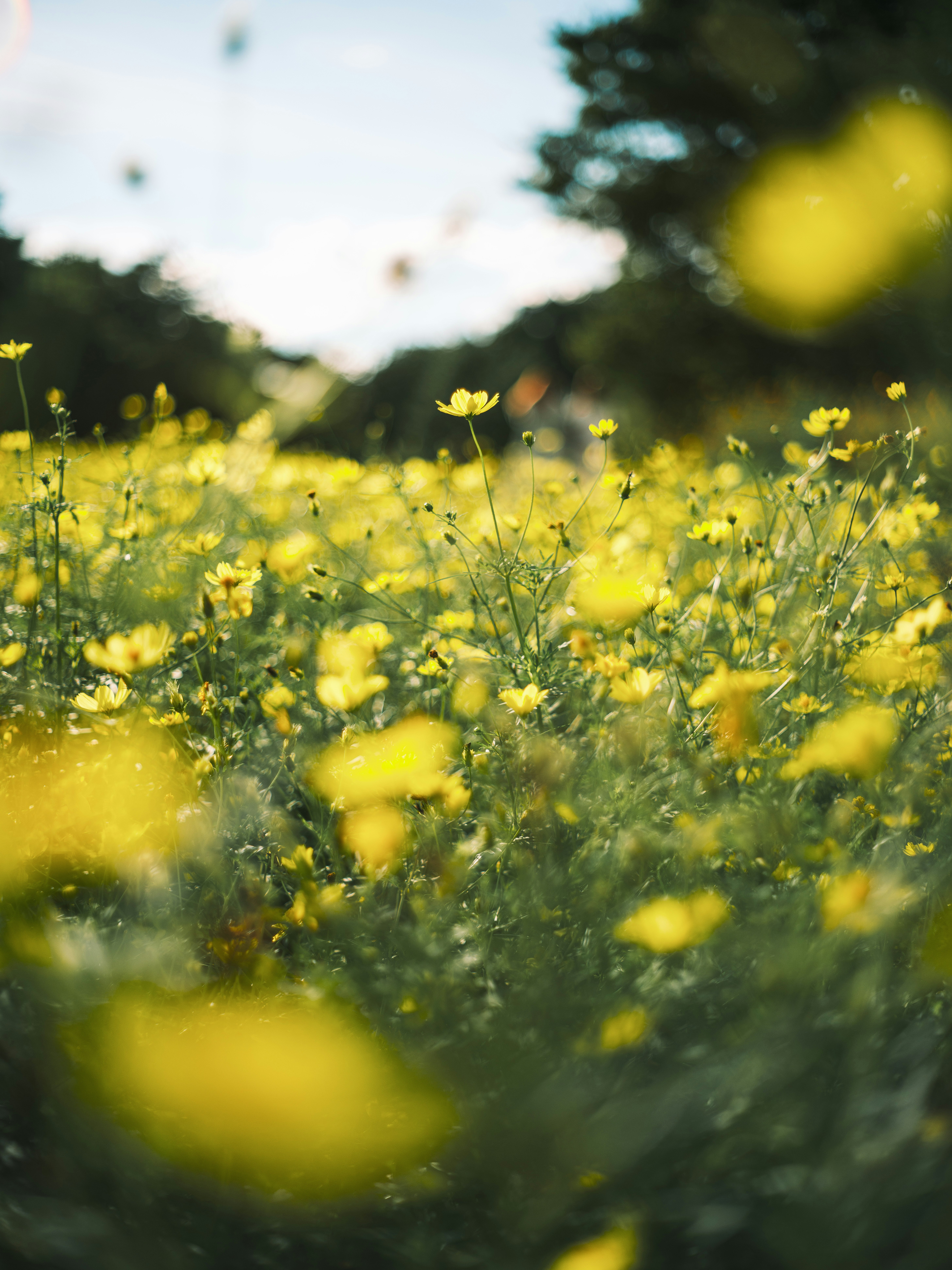 草原に咲く小さな花のボケた風景
