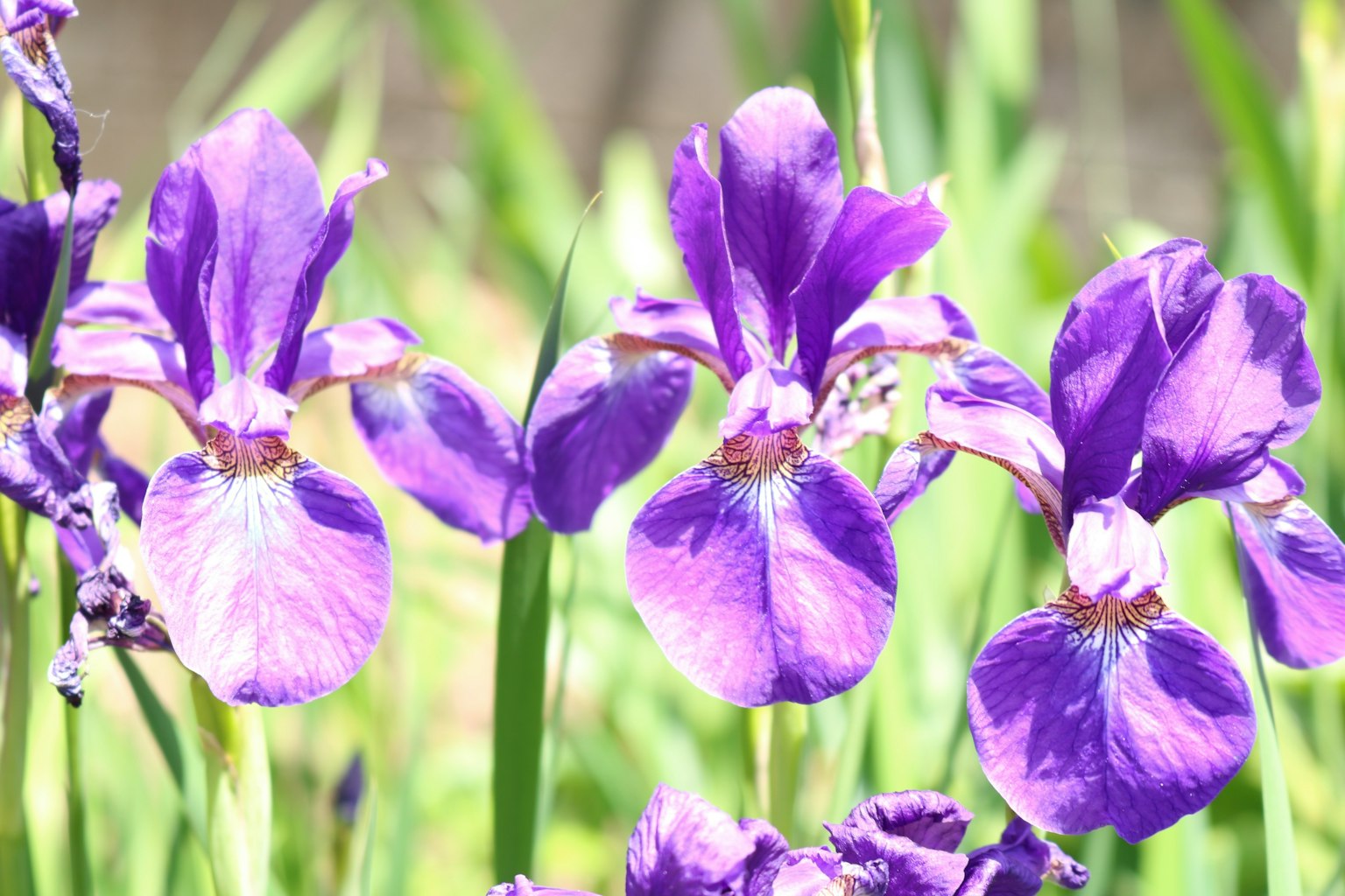 Fiori di iris viola che fioriscono con uno sfondo verde
