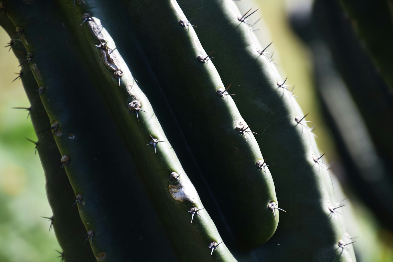 Foto ravvicinata di fusti di cactus verdi allineati