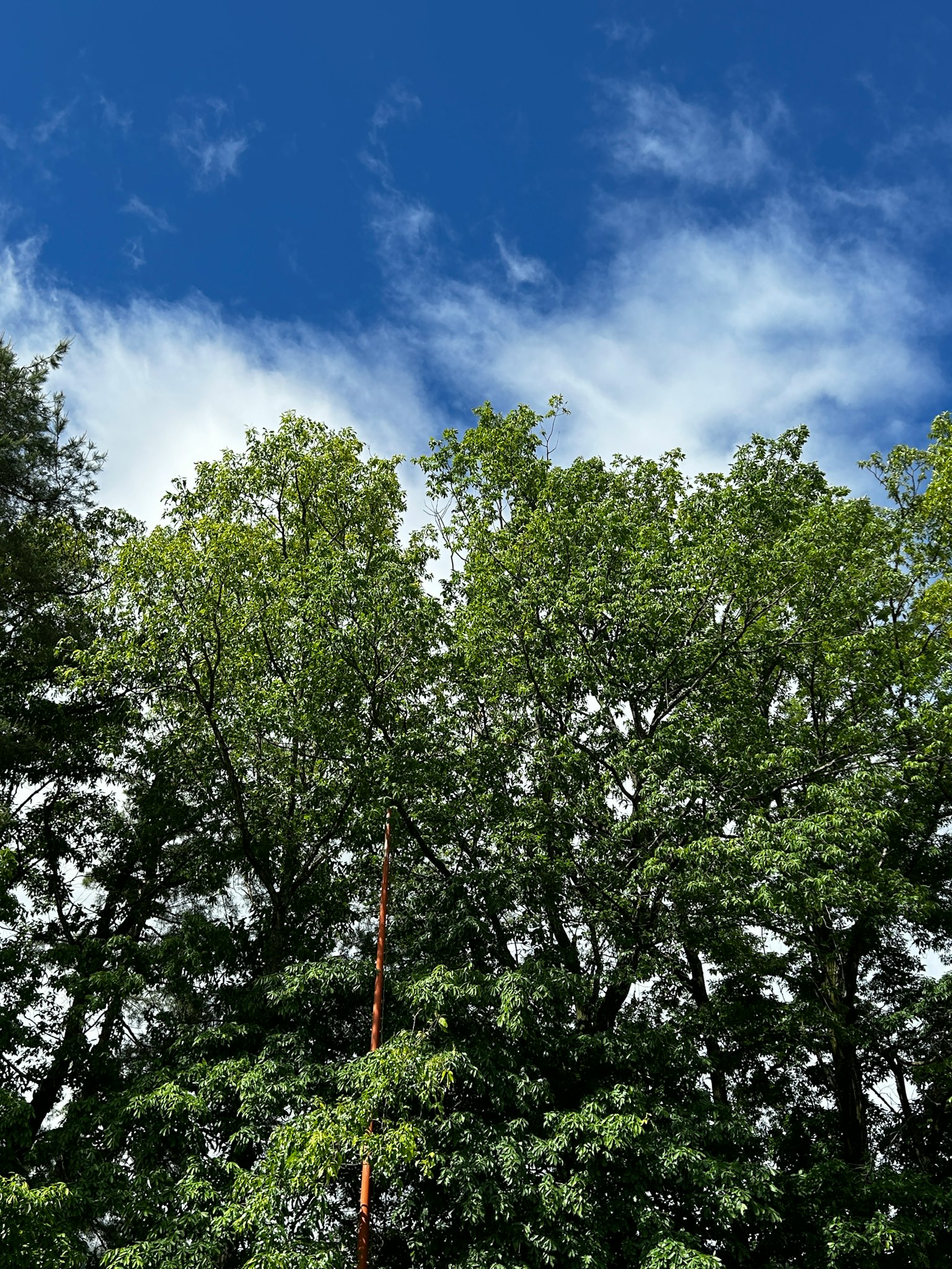 Cime verdi degli alberi contro uno sfondo di cielo blu e nuvole
