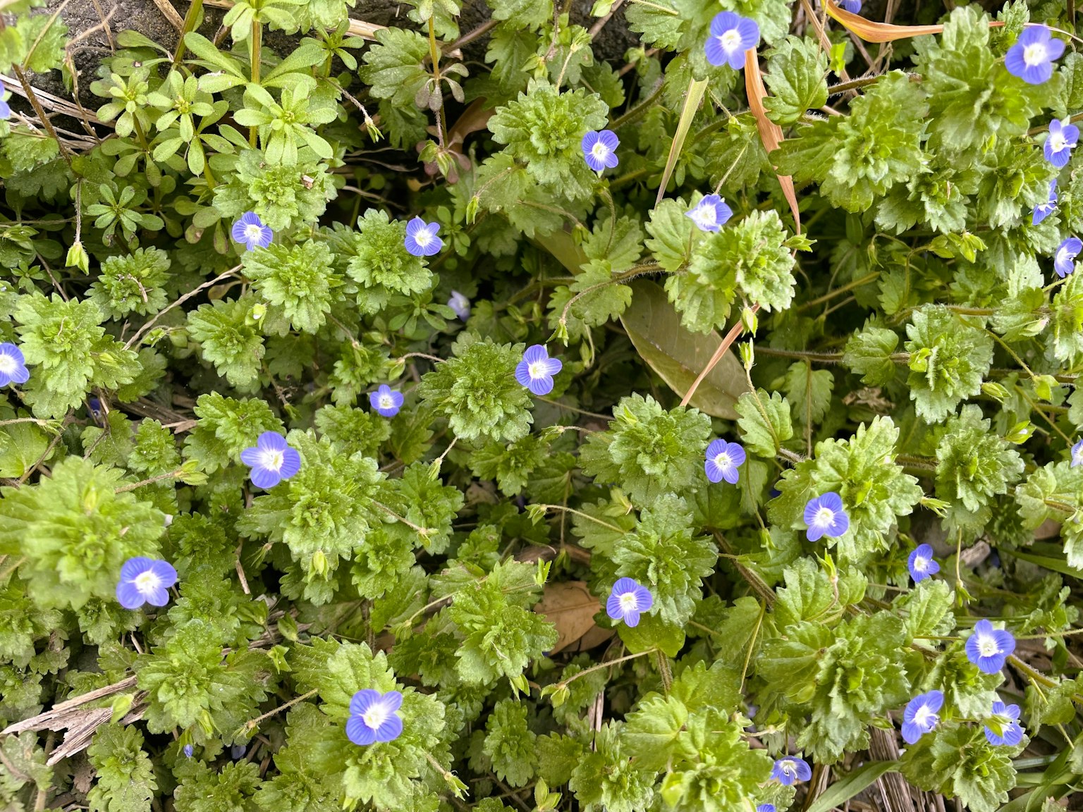 Copertura vegetale densa di foglie verdi con piccoli fiori blu