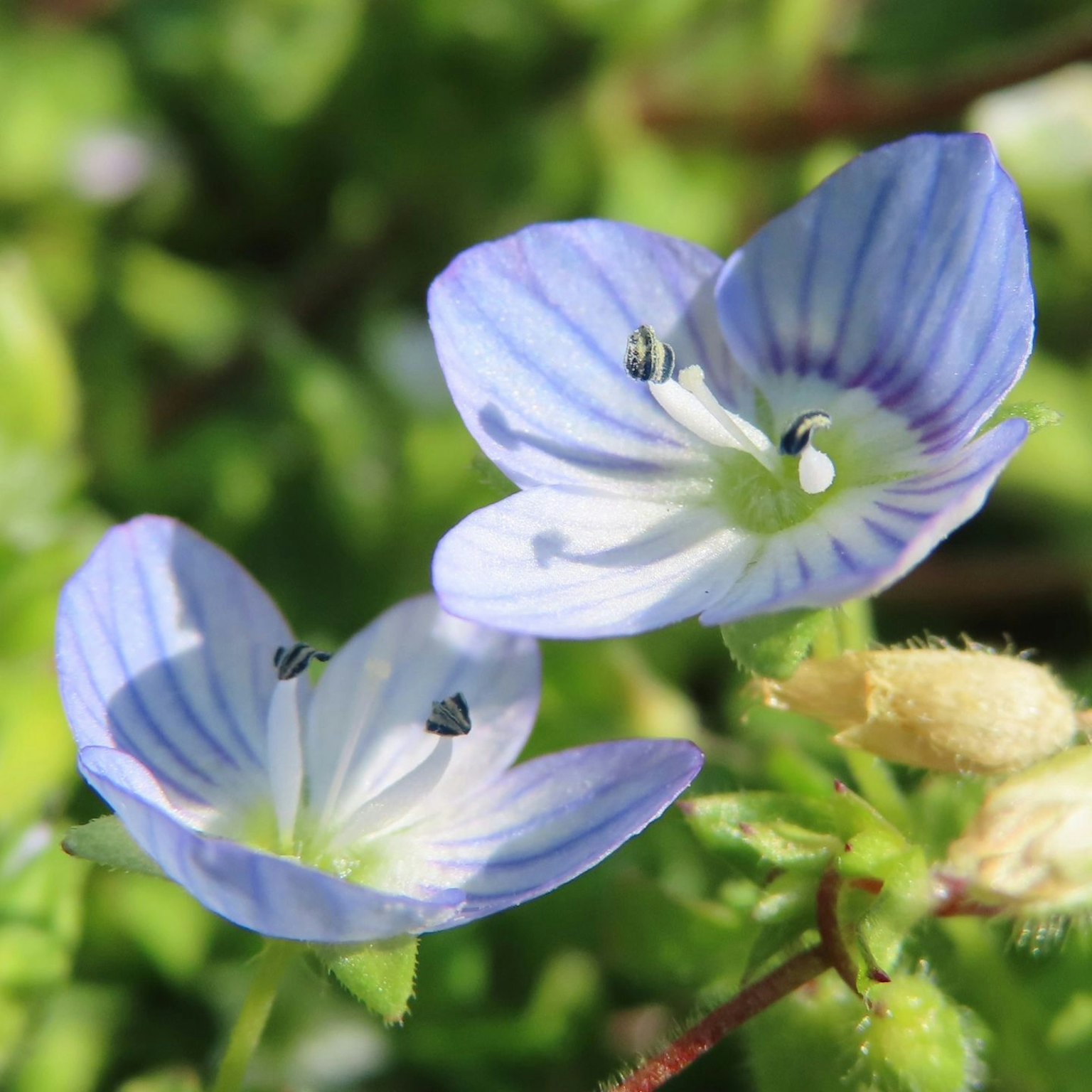 Acercamiento de flores azules con hojas verdes