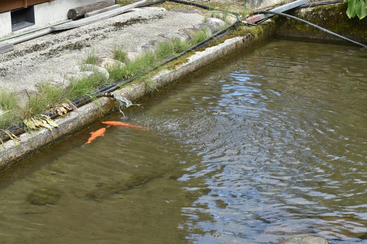Ikan oranye berenang di kolam dengan lingkungan hijau