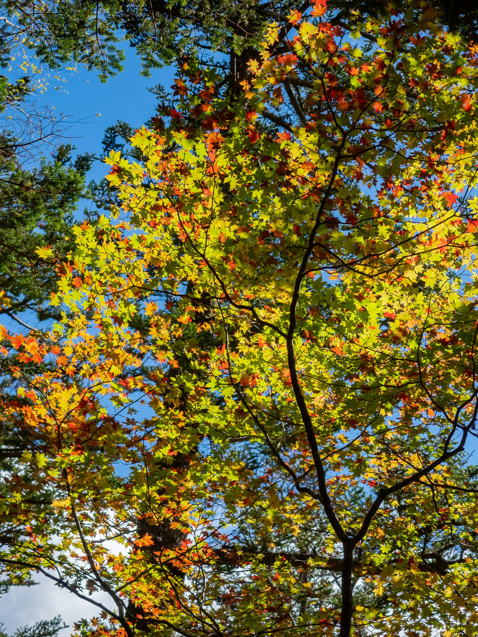 Feuilles d'automne vibrantes contre un ciel bleu