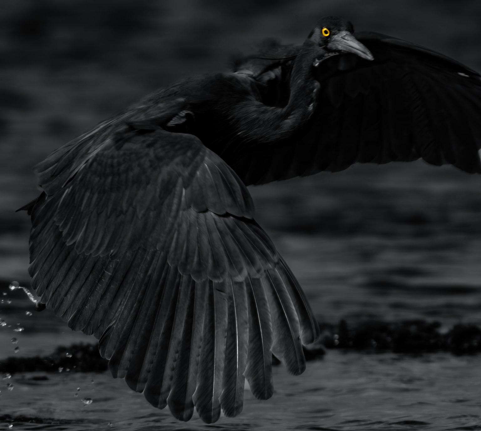 黒い羽を広げた鳥が水面の上を飛んでいる様子
