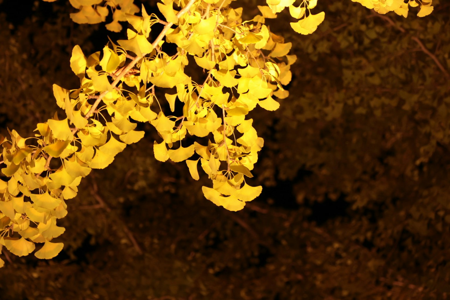 Branch of yellow leaves against a dark background