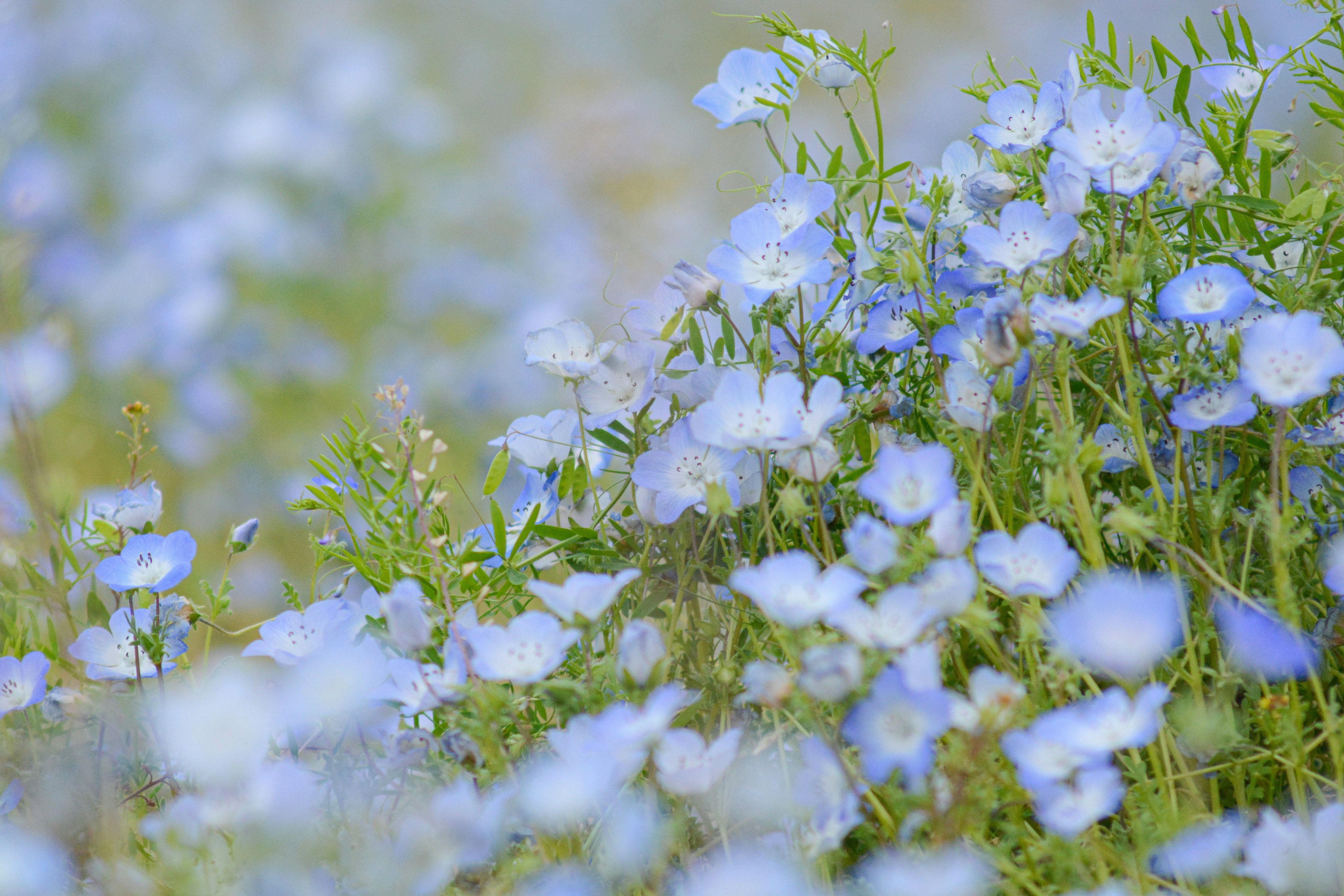 青い花が揺れる草地の花畑