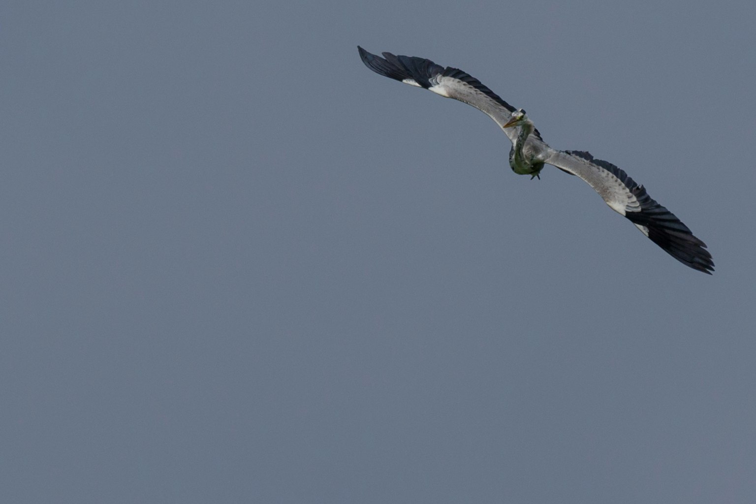 Un ave volando en el cielo con las alas extendidas