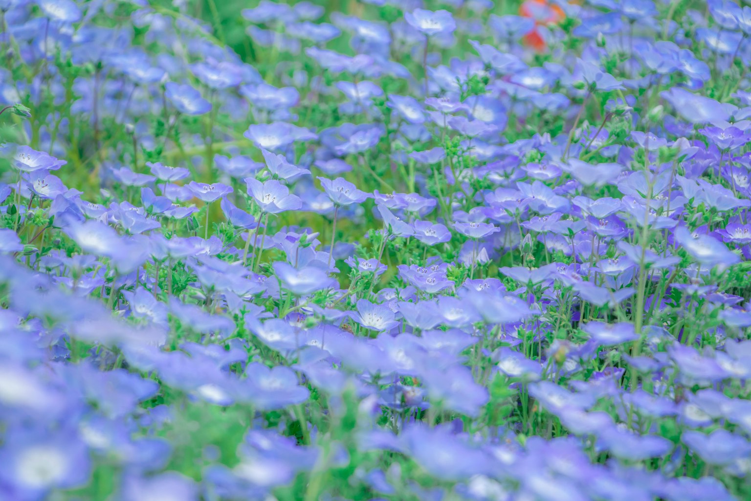 Beau paysage avec un champ de fleurs bleues en fleurs