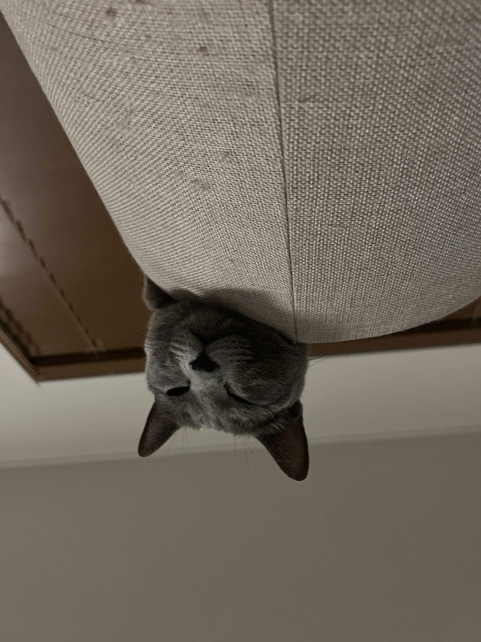 Mèo xám resting đầu trên lưng ghế sofa