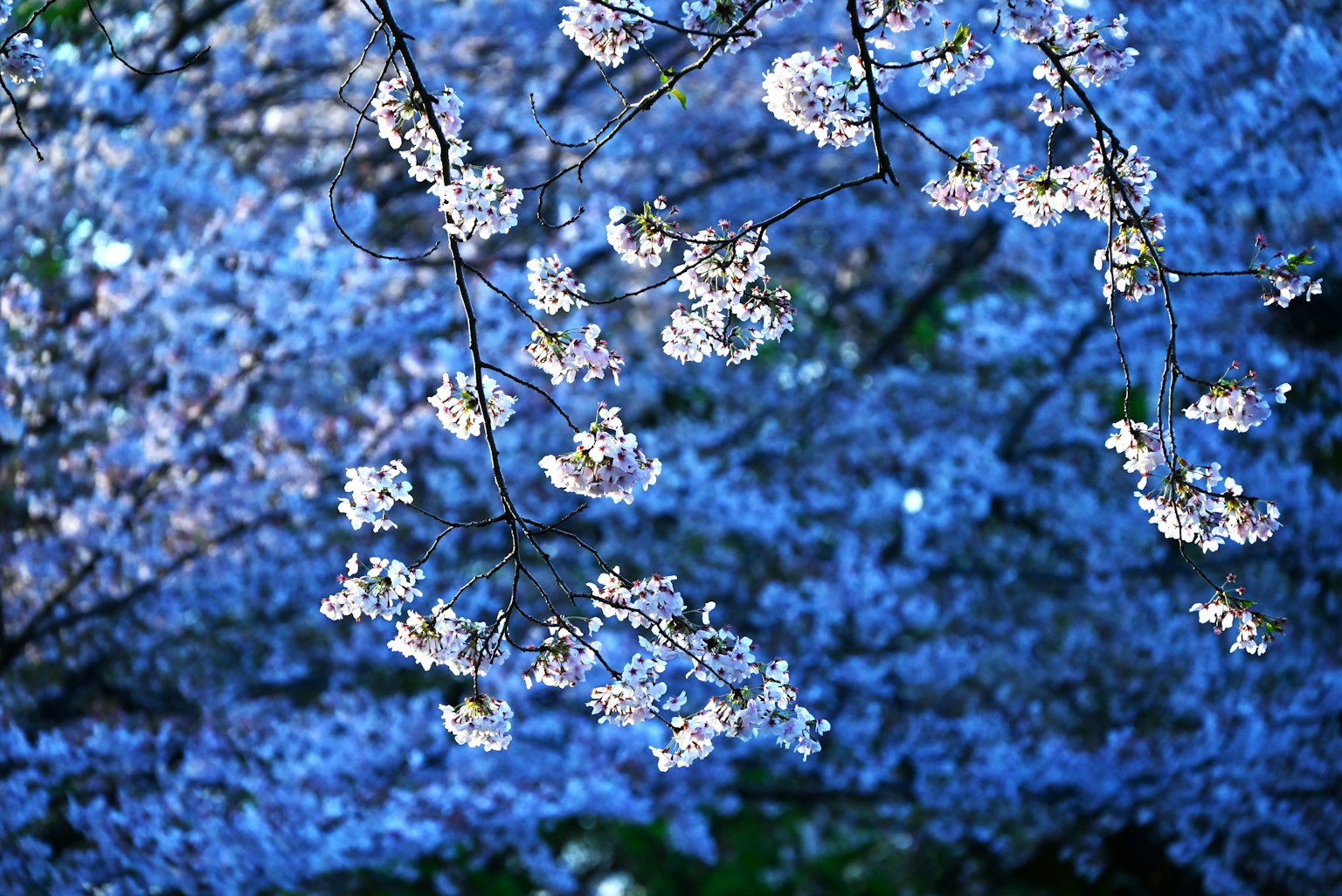 Nahaufnahme von Kirschblüten vor blauem Hintergrund