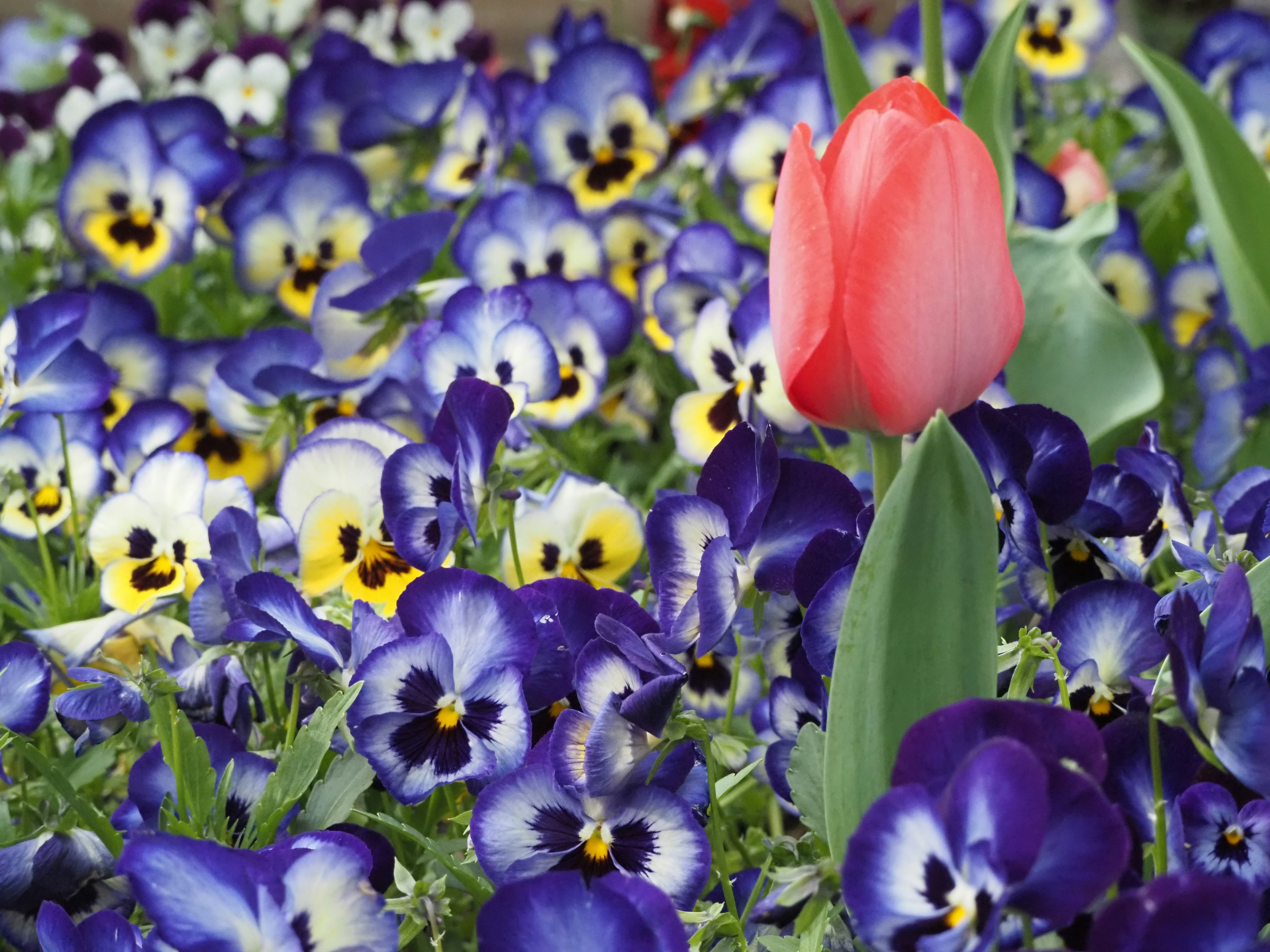 色とりどりのパンジーと赤いチューリップの花畑