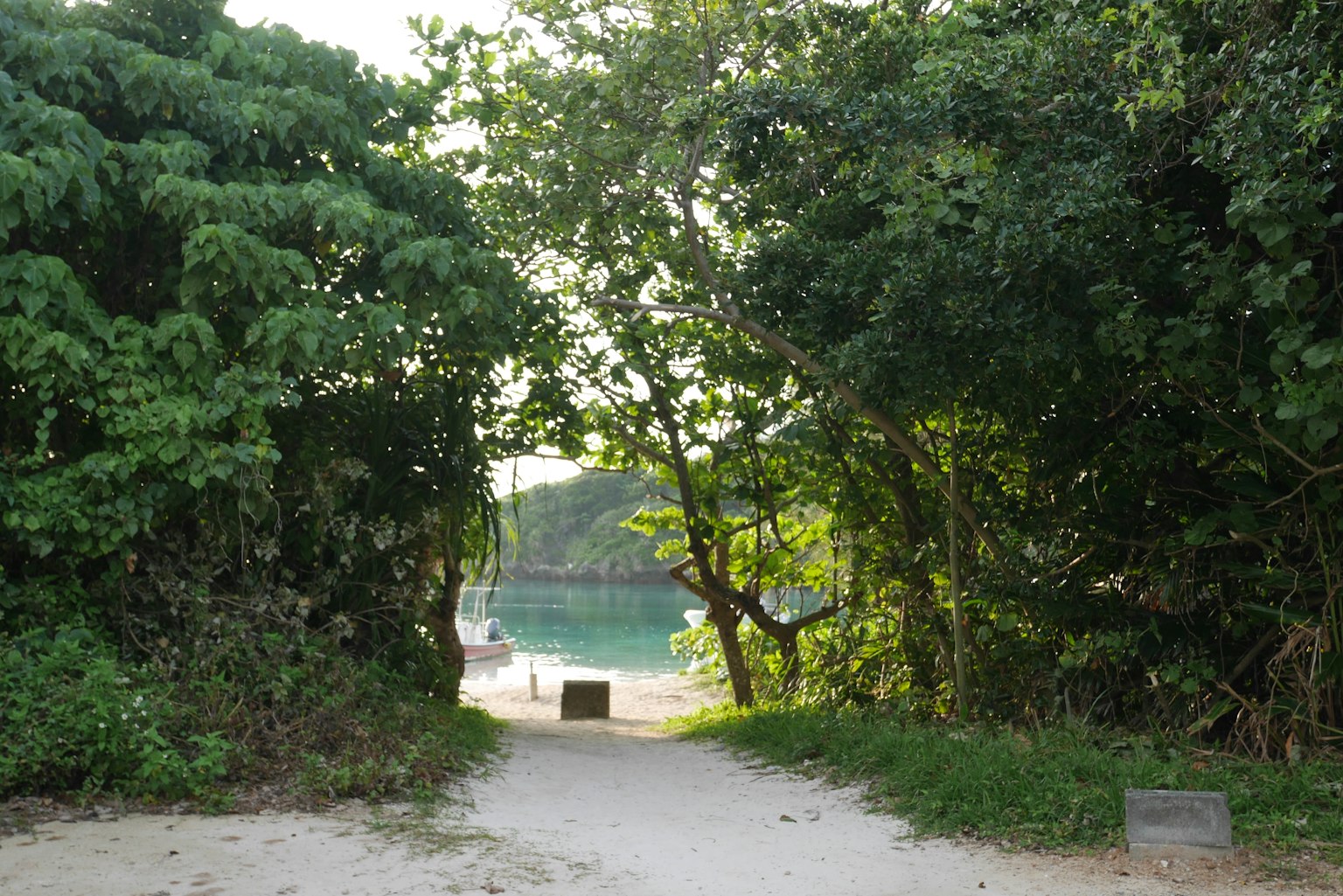 Jalan setapak yang dikelilingi pepohonan menuju pantai