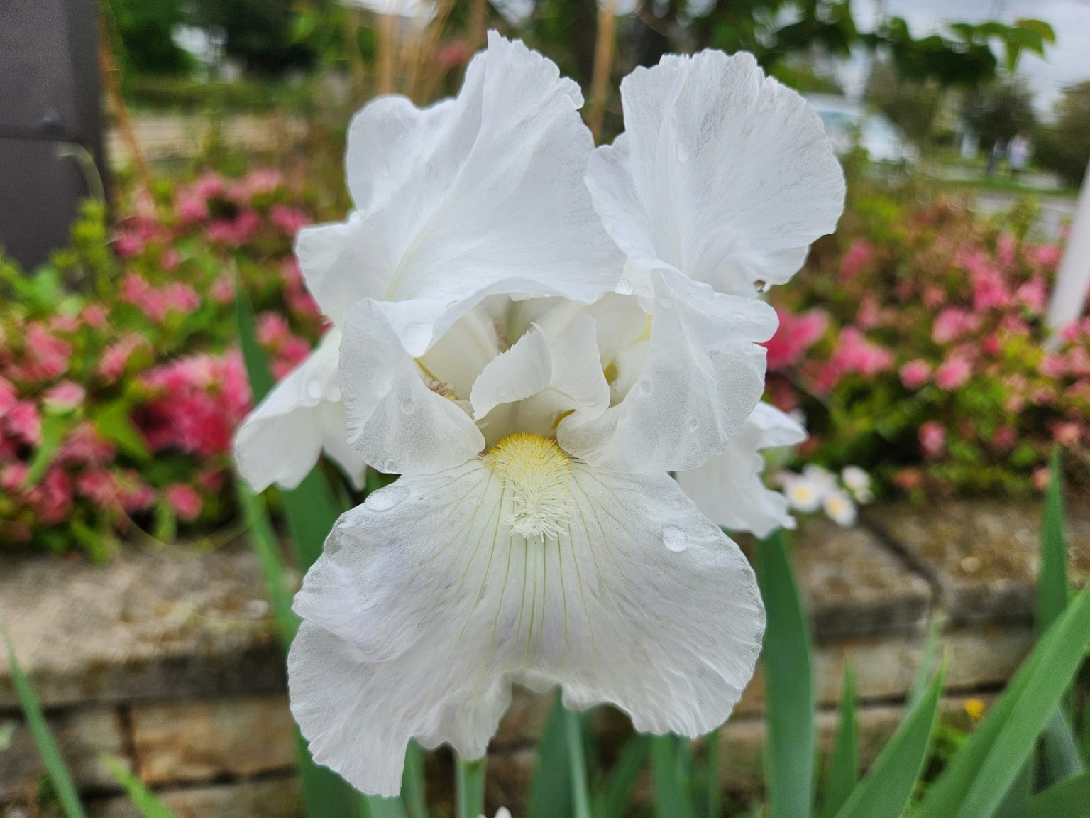 Nahaufnahme einer weißen Irisblüte mit bunten Blumen im Hintergrund