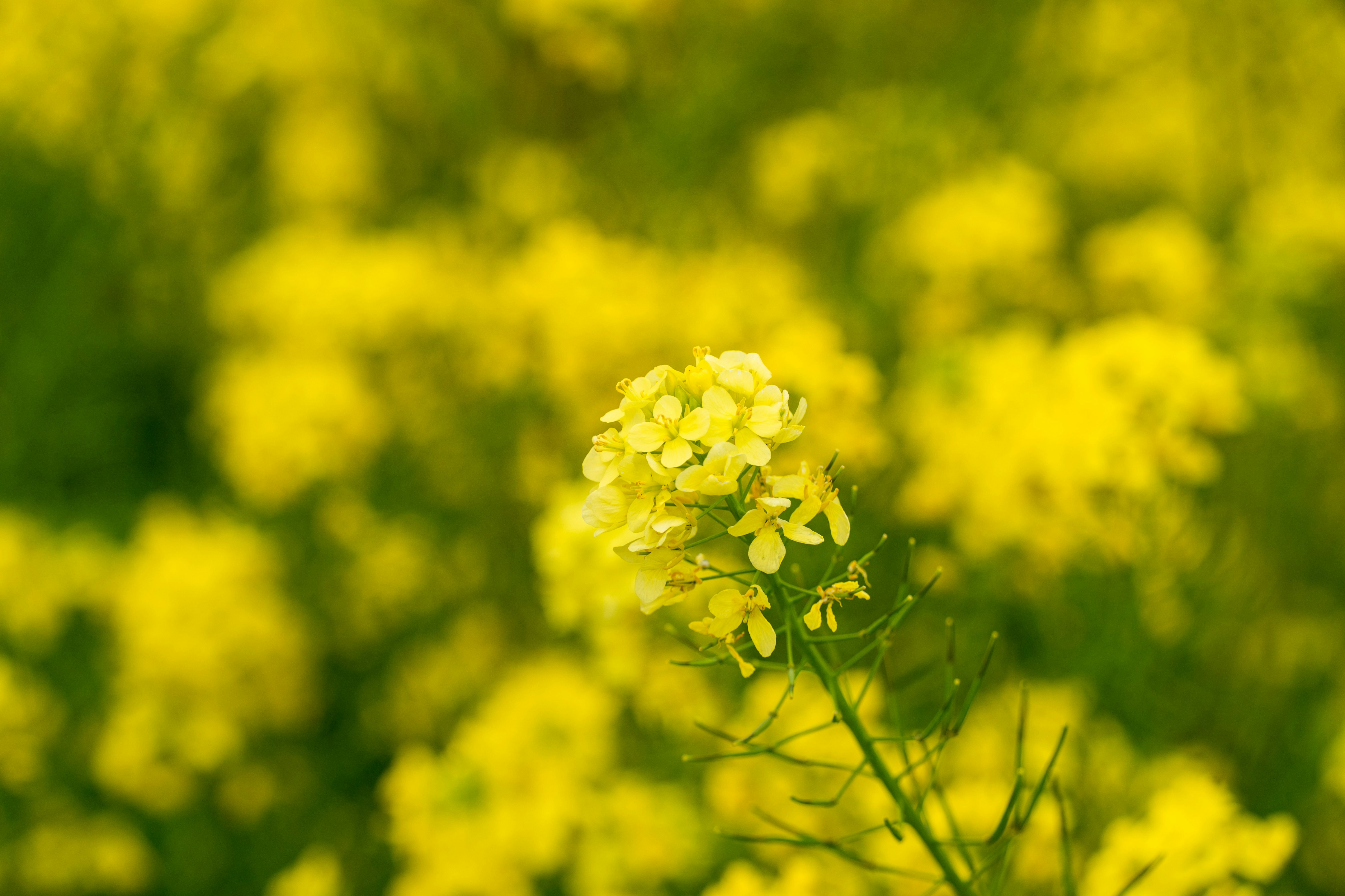 黄色い花が咲く草地のボケ背景