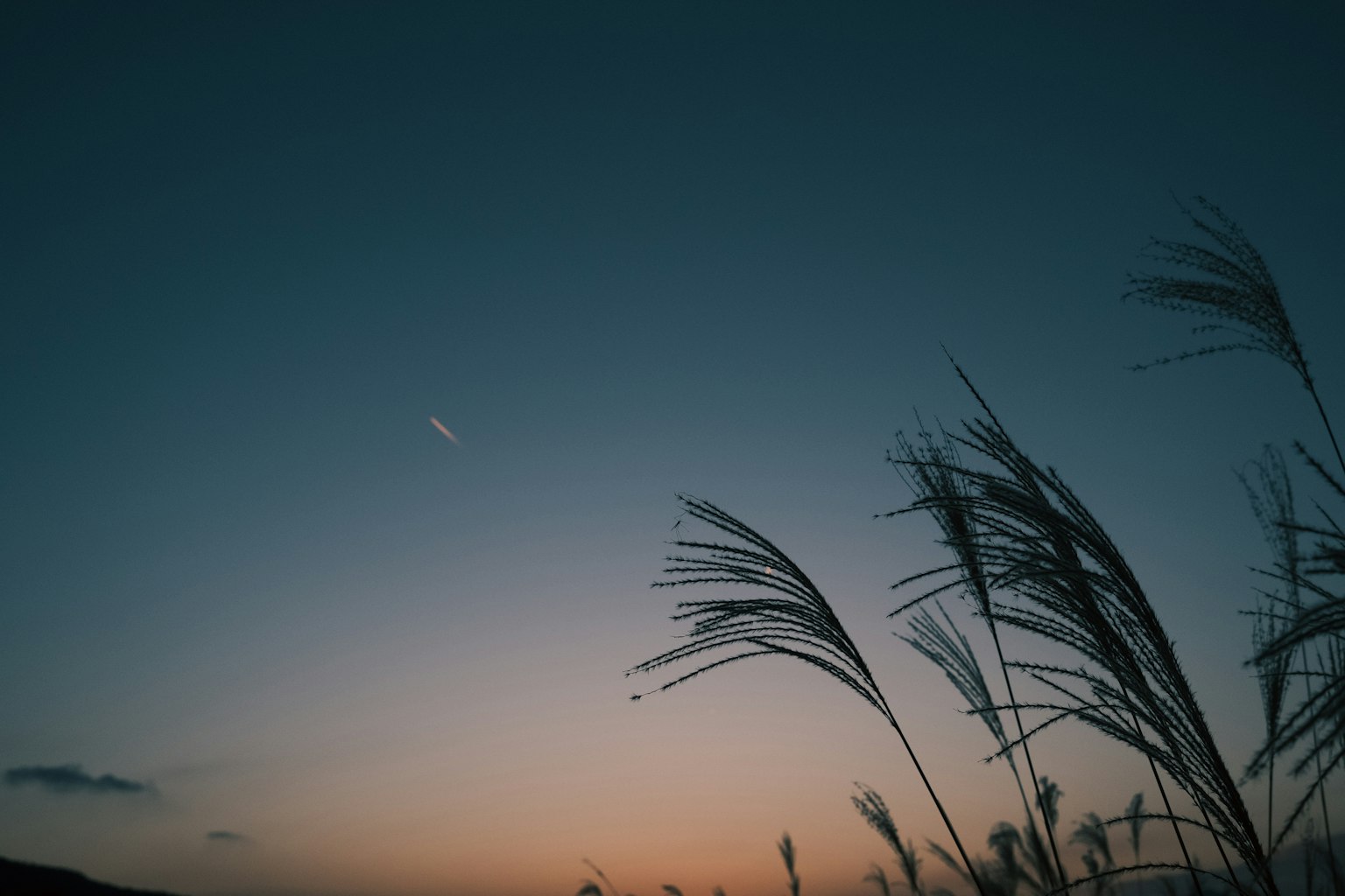 夕陽下搖曳的草的輪廓