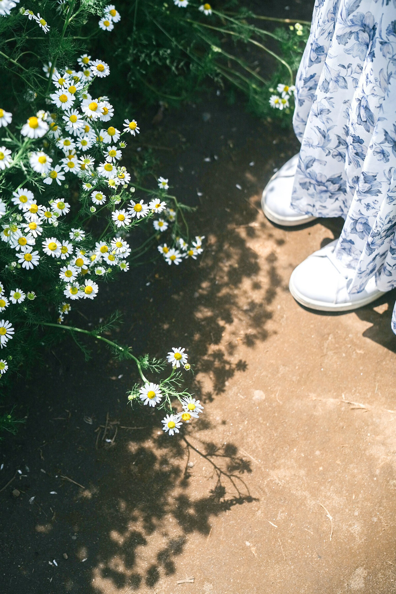 Füße auf einem Erdweg umgeben von weißen Blumen und Schatten