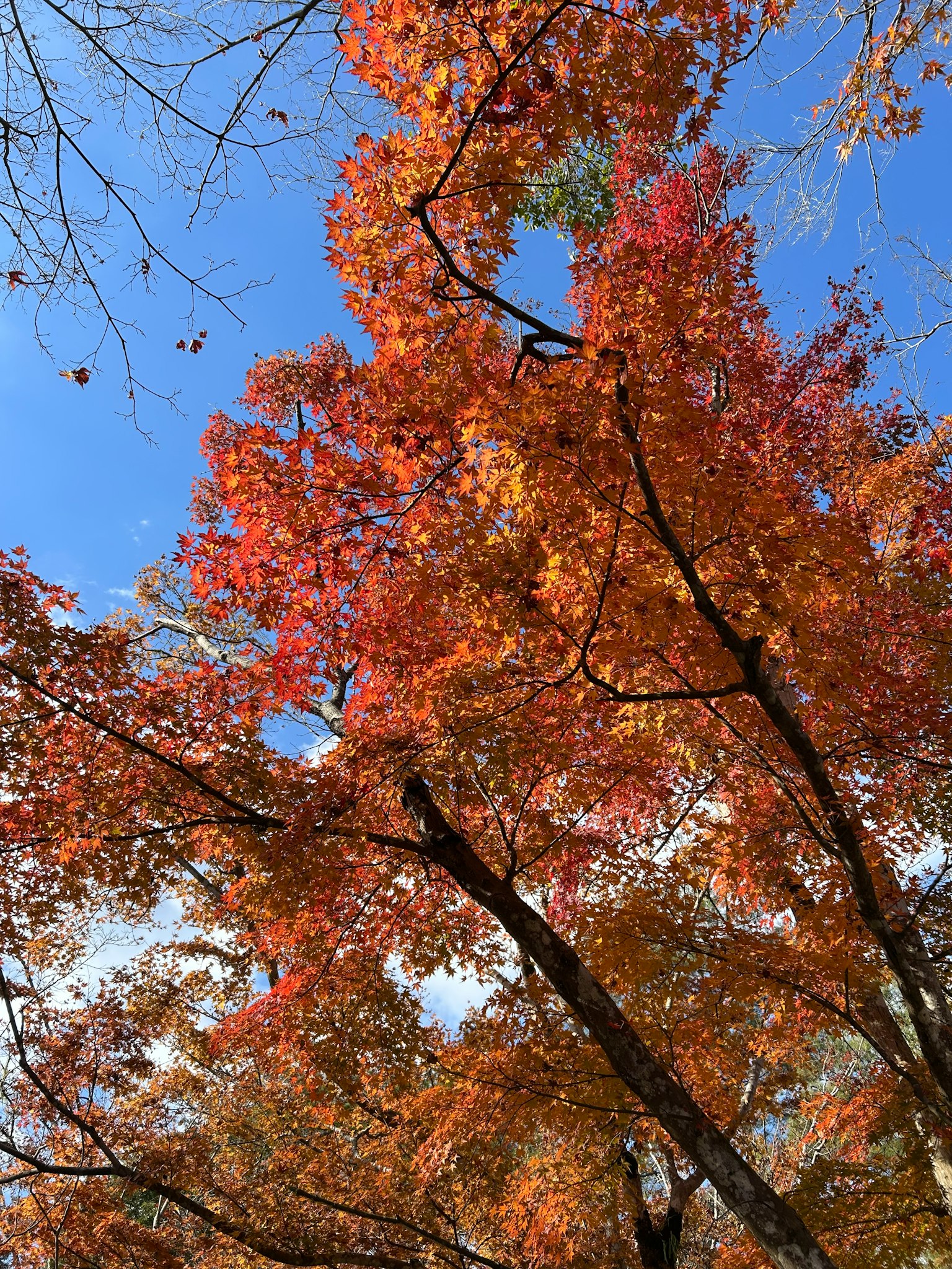 秋季的五彩斑斓的橙色和紅色樹葉映襯在晴朗的藍天上