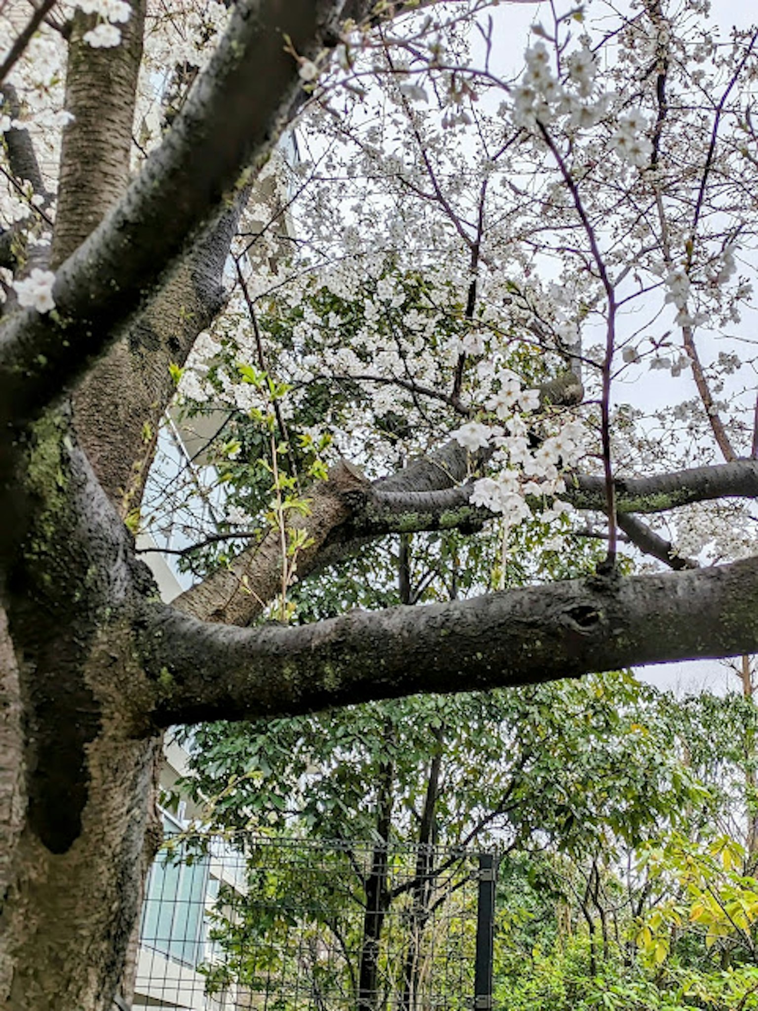 Close-up cabang bunga sakura dengan bunga putih dan dedaunan hijau