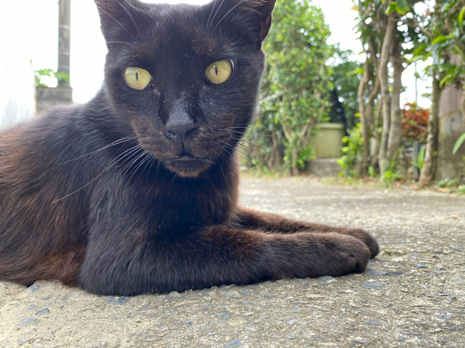 Un gatto nero sdraiato sul sentiero che guarda la fotocamera con occhi gialli