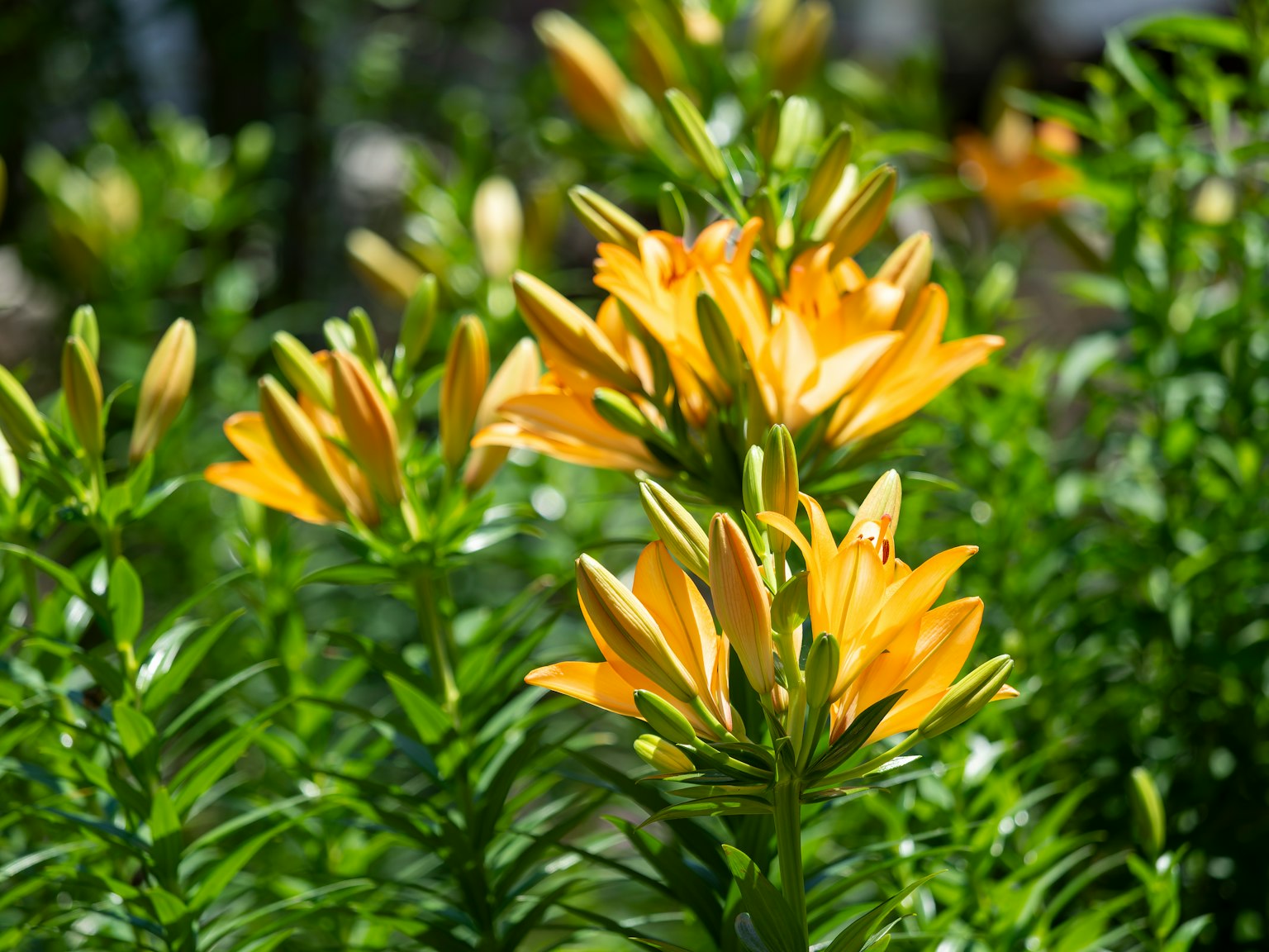 鲜艳的黄色百合被绿色叶子包围