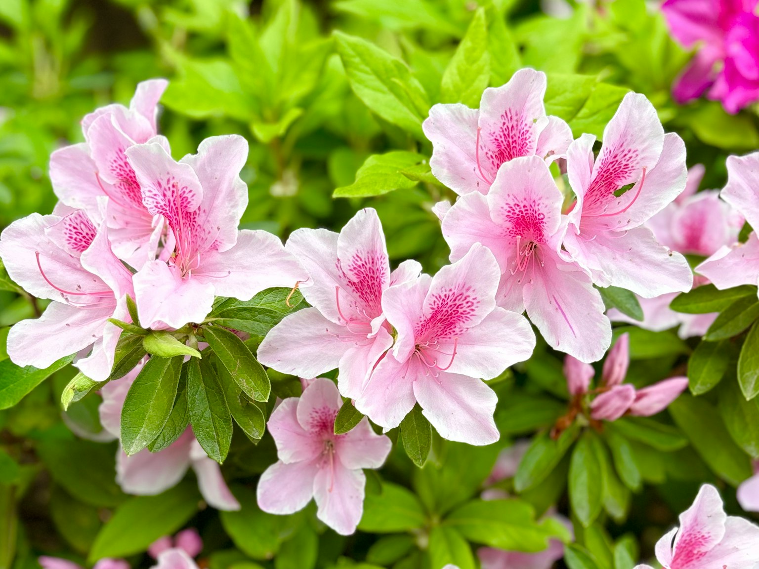 Bunga azalea merah muda yang halus mekar di antara daun hijau subur