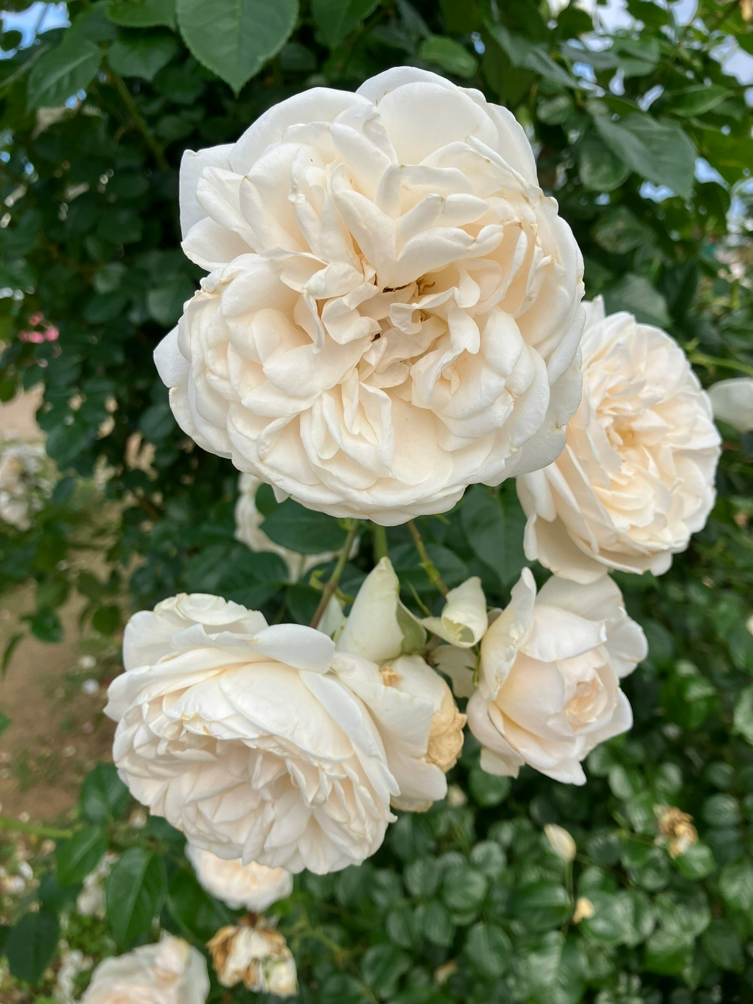 白いバラの花束のようなクローズアップ