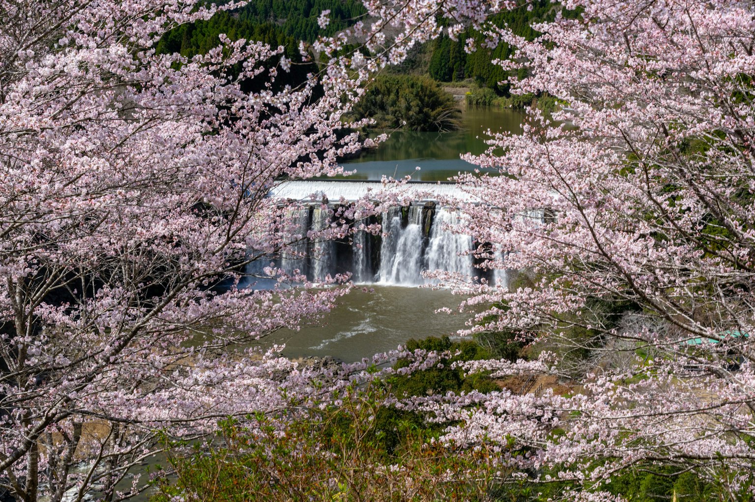 Árboles de cerezo en flor enmarcando una cascada en un paisaje sereno