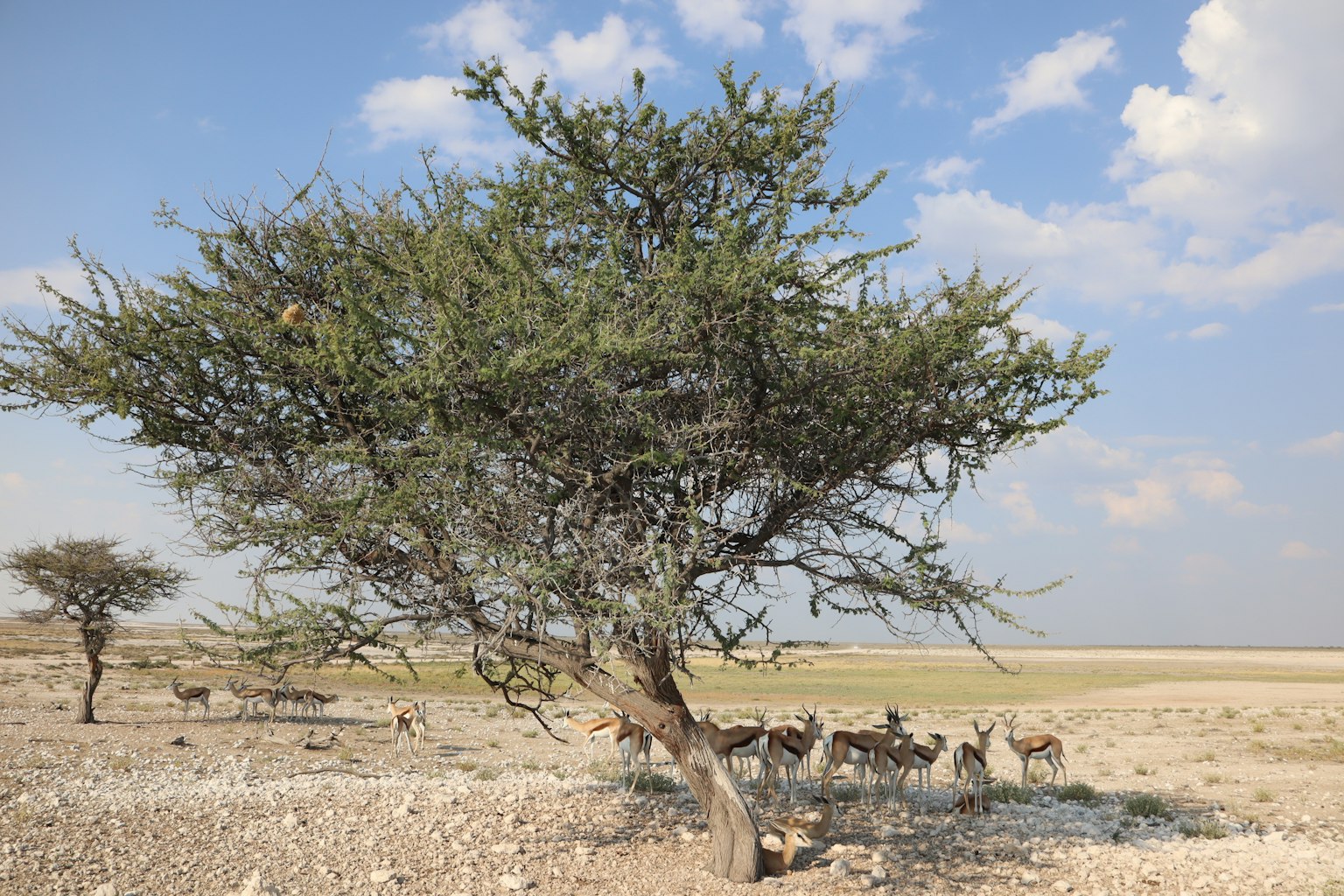 Un grande albero in un paesaggio secco con animali sullo sfondo