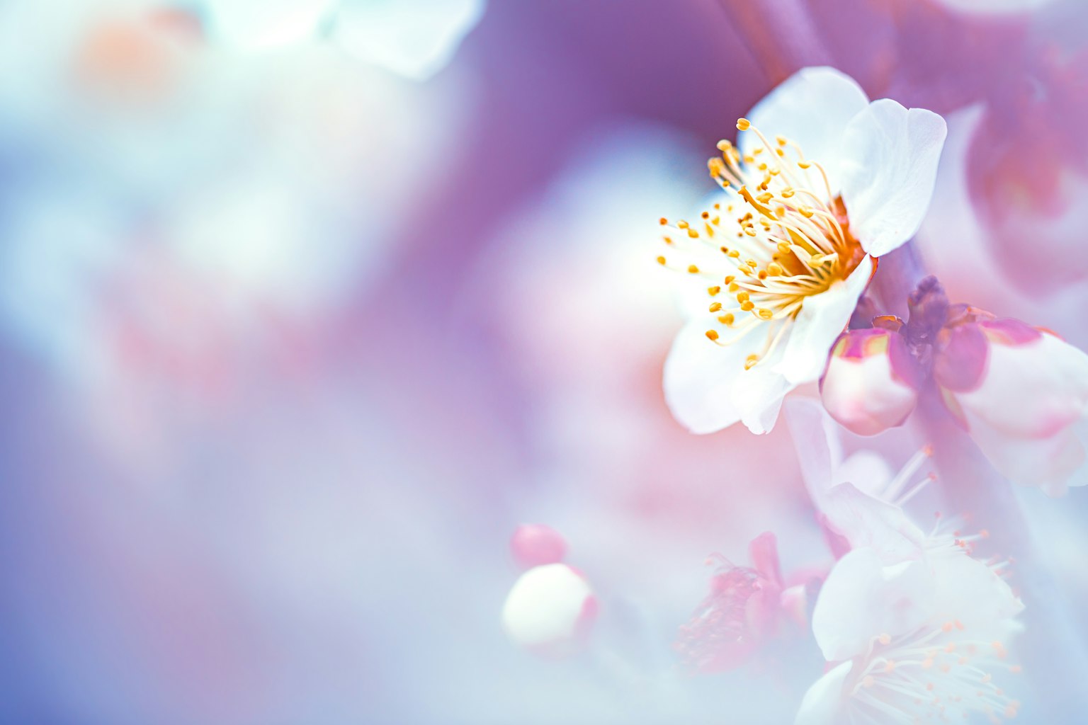 Fotografía en primer plano de flores de cerezo de colores suaves