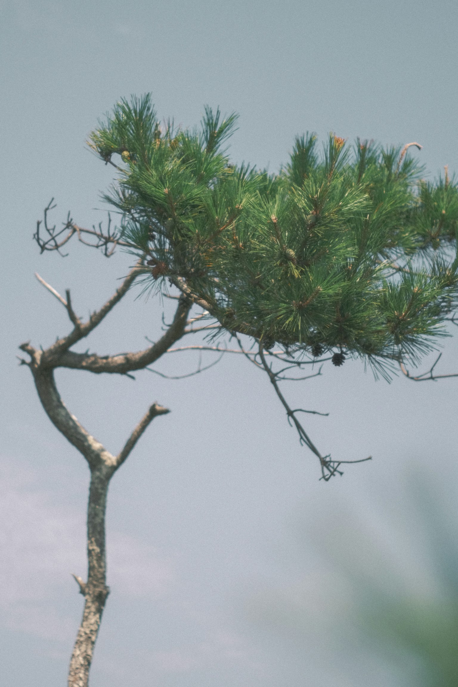 A twisted tree branch with lush green pine leaves against a pale sky