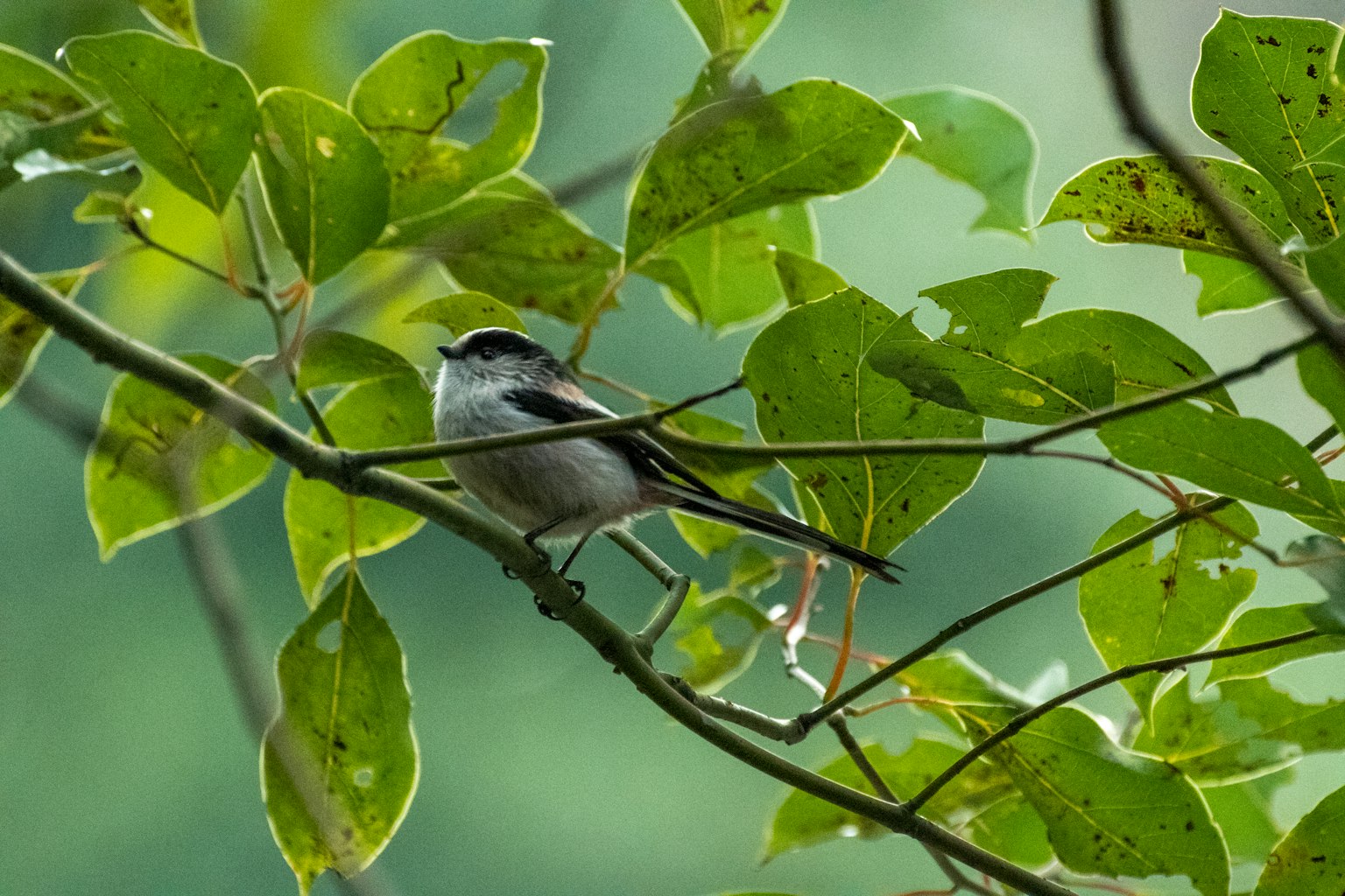 Ein kleiner Vogel, der auf einem Ast sitzt, umgeben von grünen Blättern